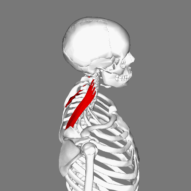 Levator_scapulae_muscle_animation2.gif