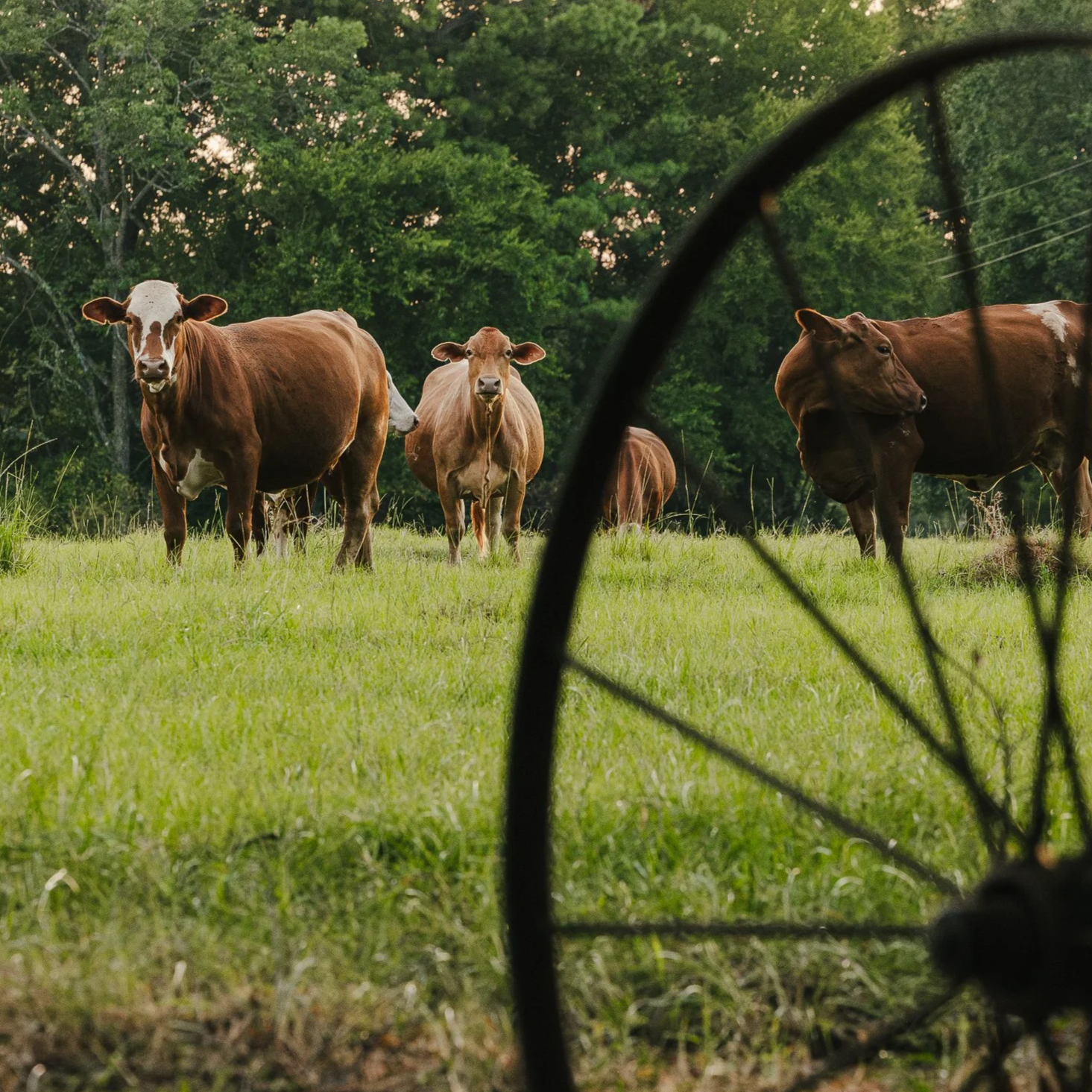 East Texas Evenings