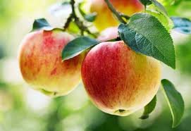 Apple.jpeg