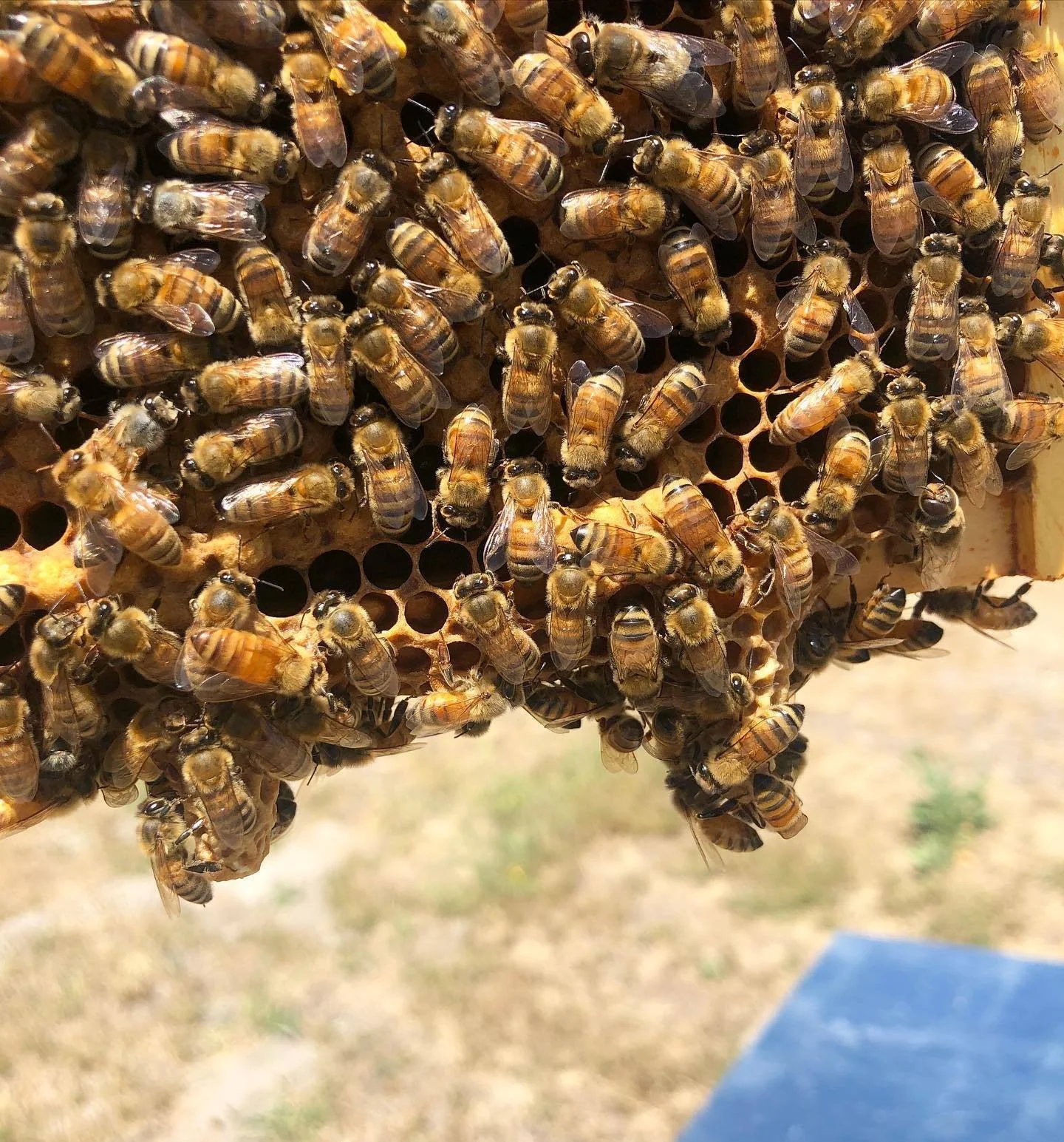 Introduction to Beekeeping