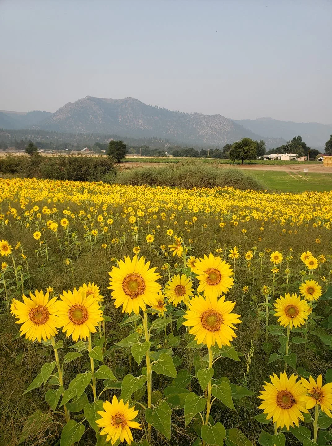 Lassen County Grown - 2025 Harvest Hootenanny