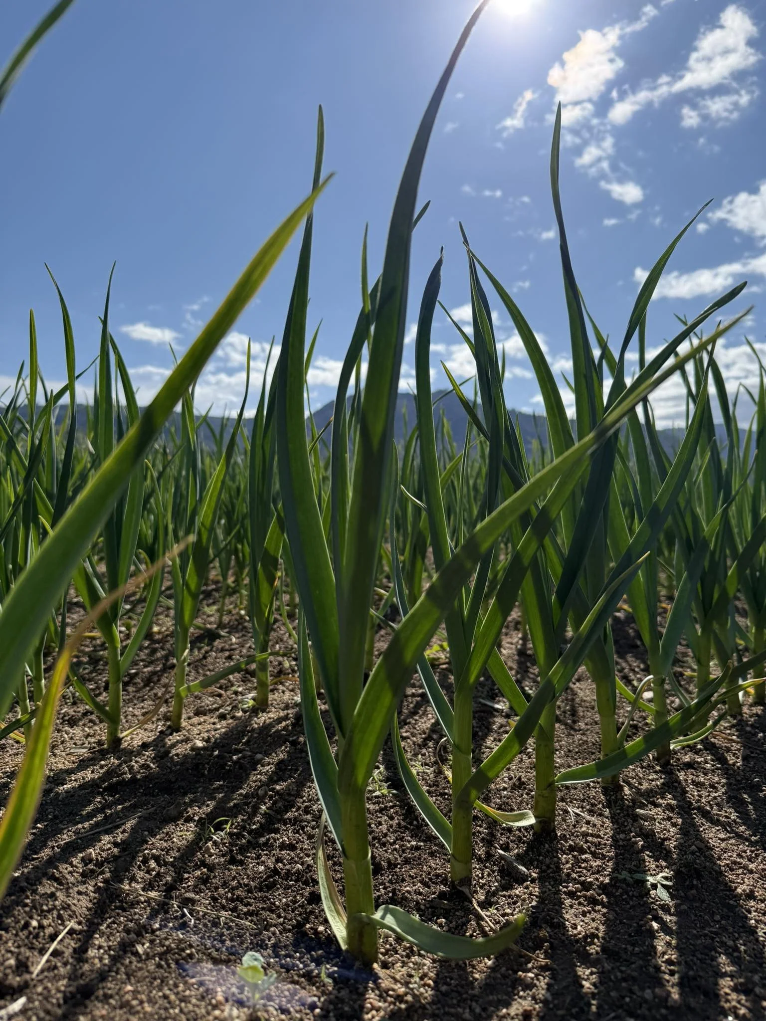 Garlic Planting & Value Added Products