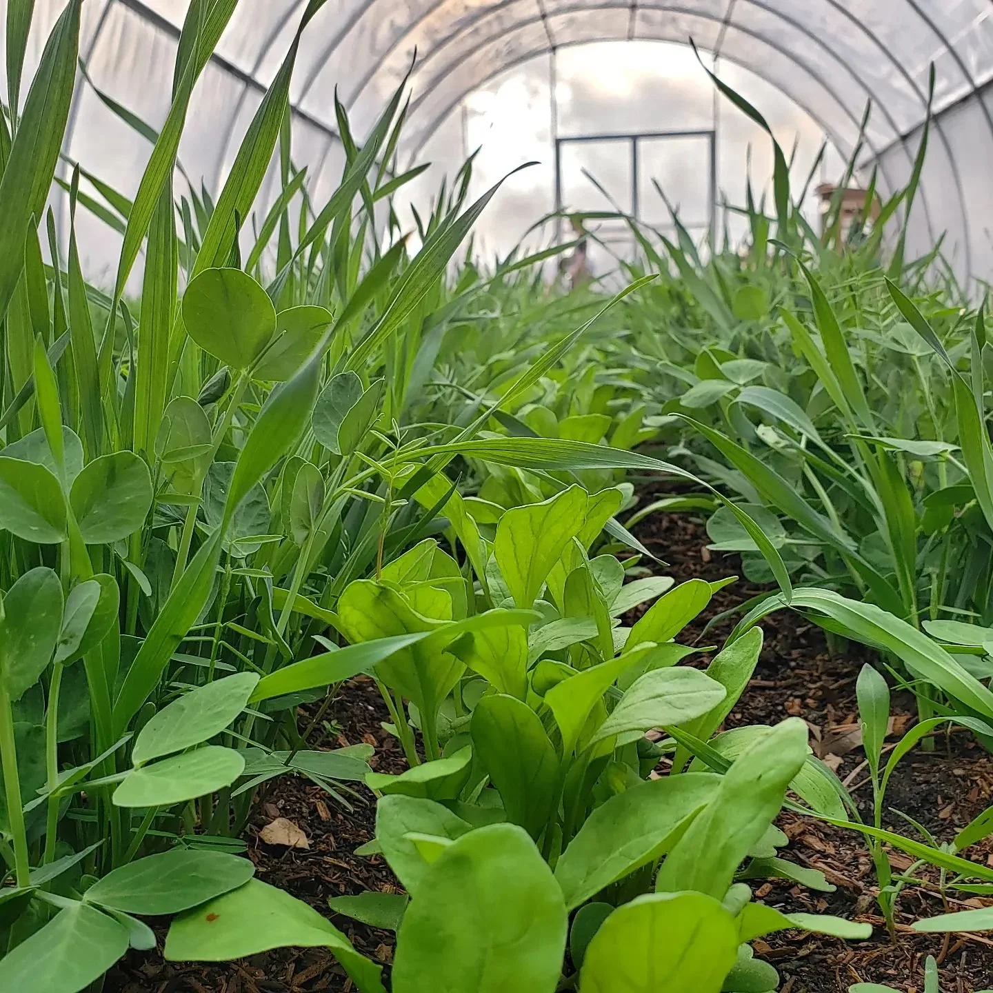 Cover Cropping & Johnson-Su Composting