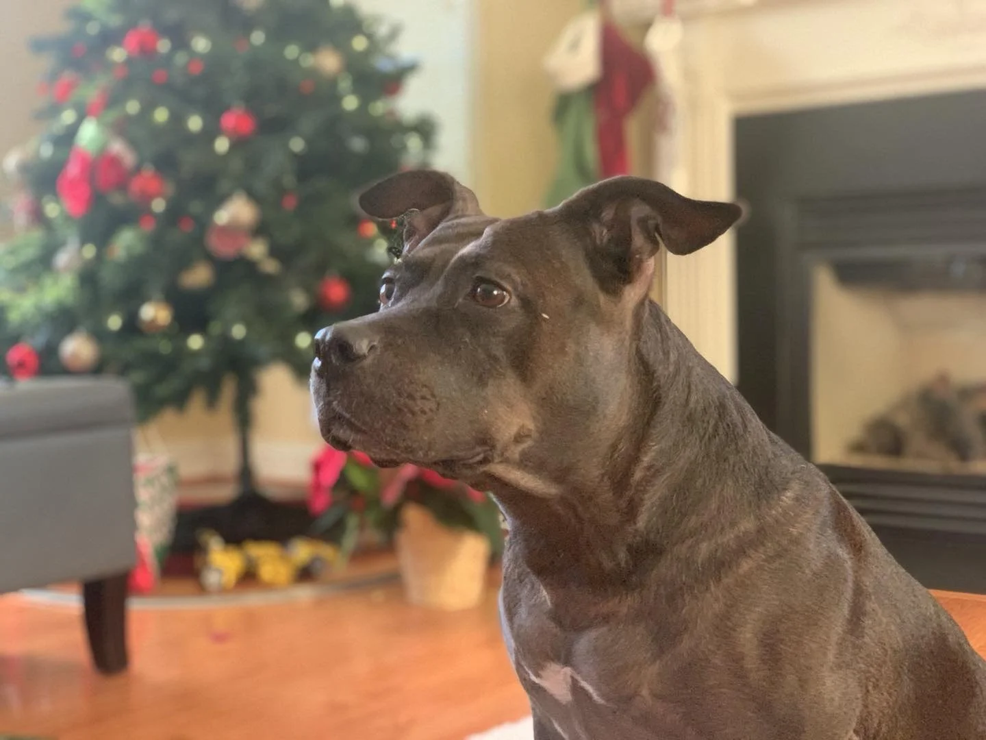It&rsquo;s been a couple of days and I&rsquo;ve been so sad. Rest well Skye. She was a good girl.