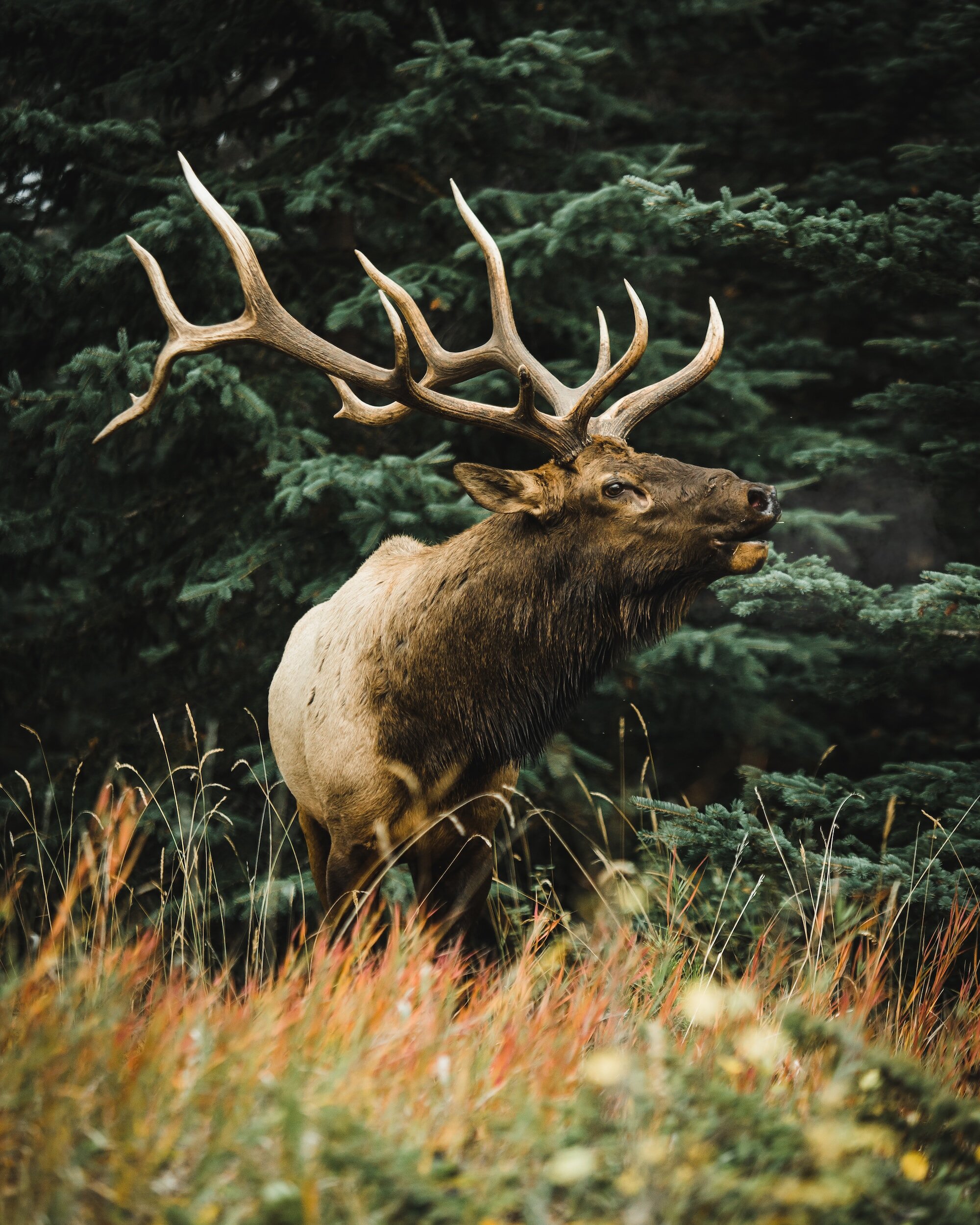 Elk Expo 2024