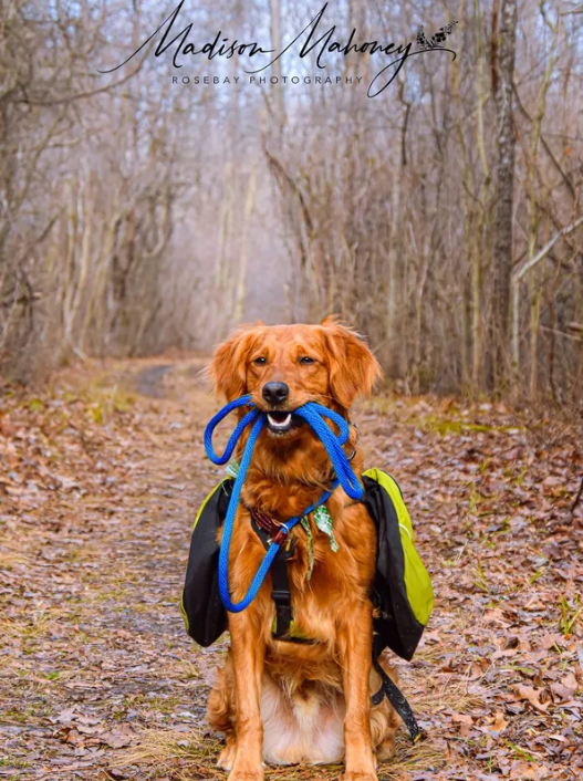 The Benefits of Balanced Dog Training — Red Lantern Dog Training