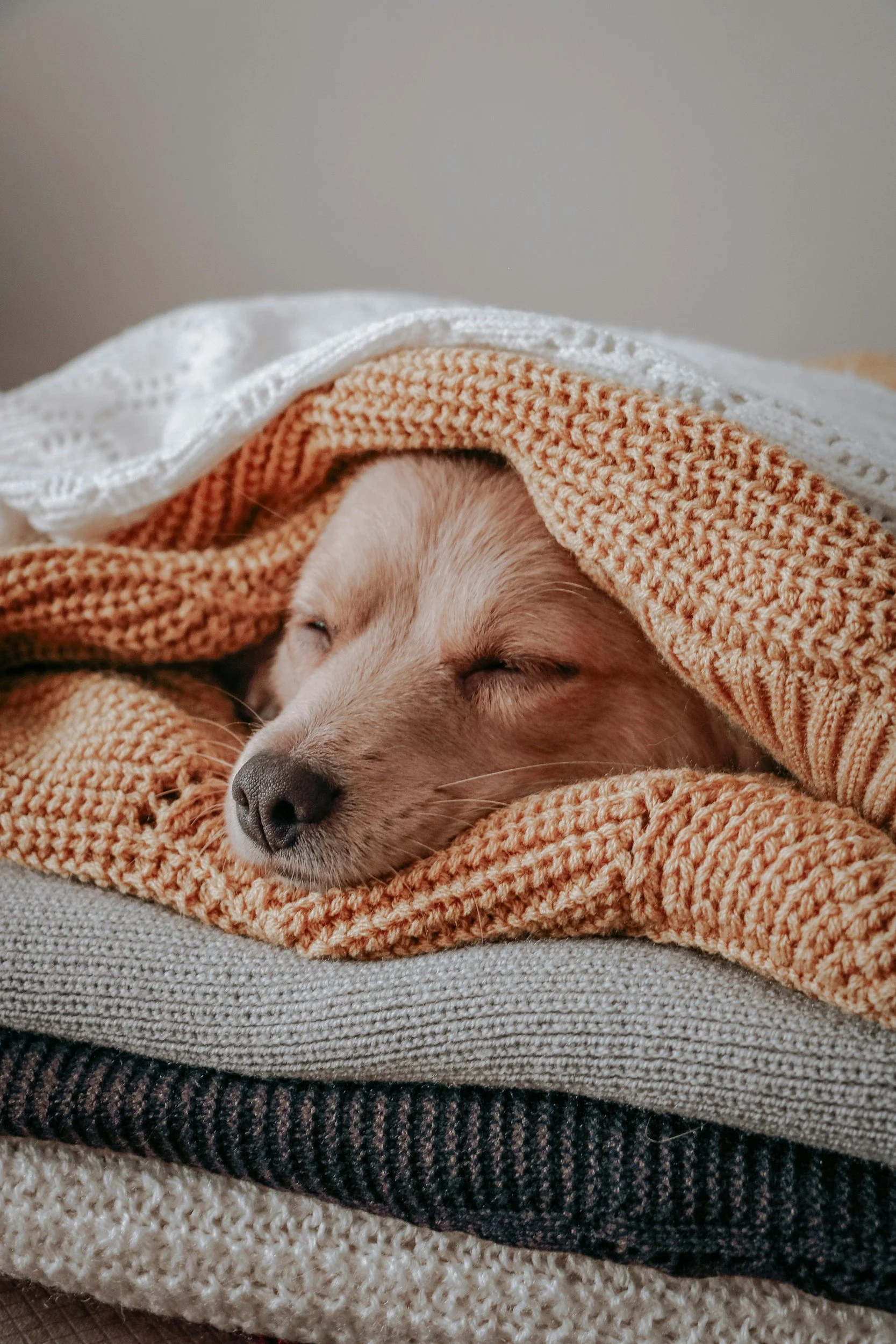 A dog resting indoors at Red Lantern Dog Training while boarding in Oakland County, MI