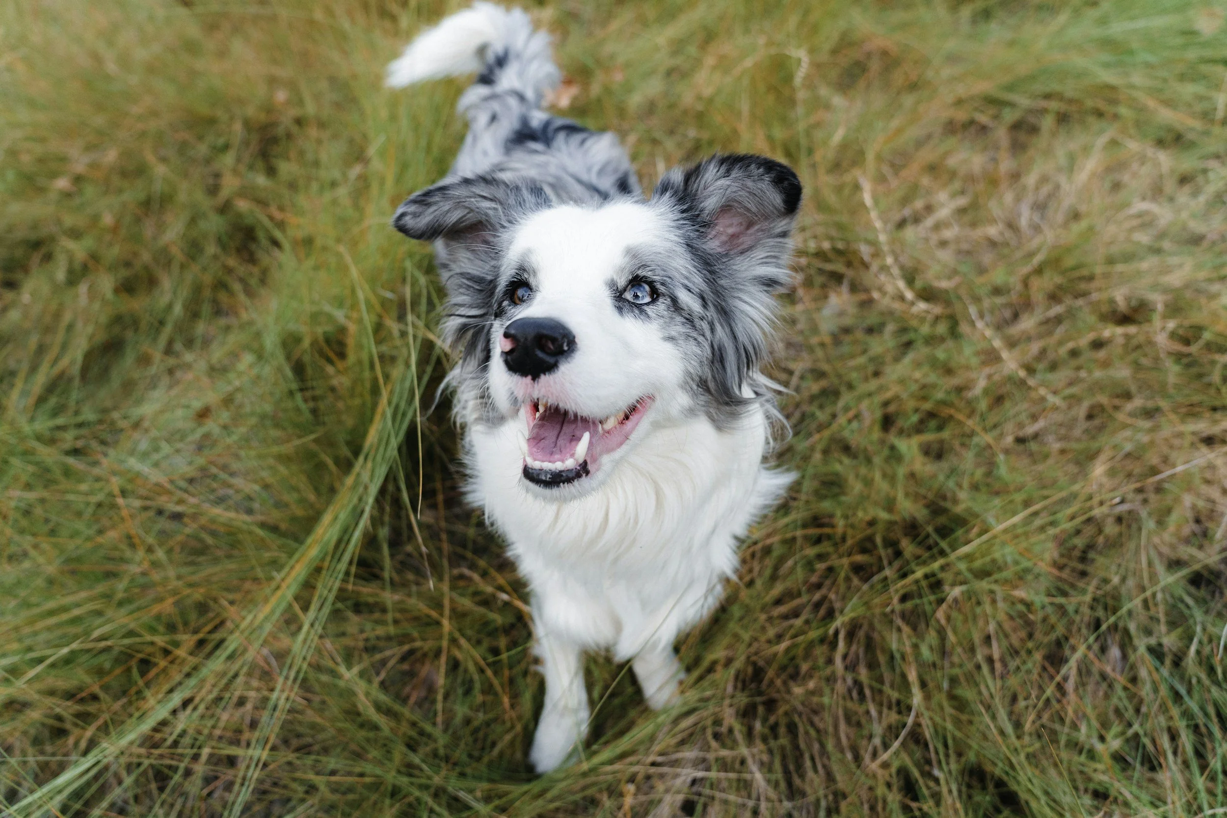 A dog enjoying their boarding stay with outdoor playtime at Red Lantern Dog Training in Ortonville, Michigan