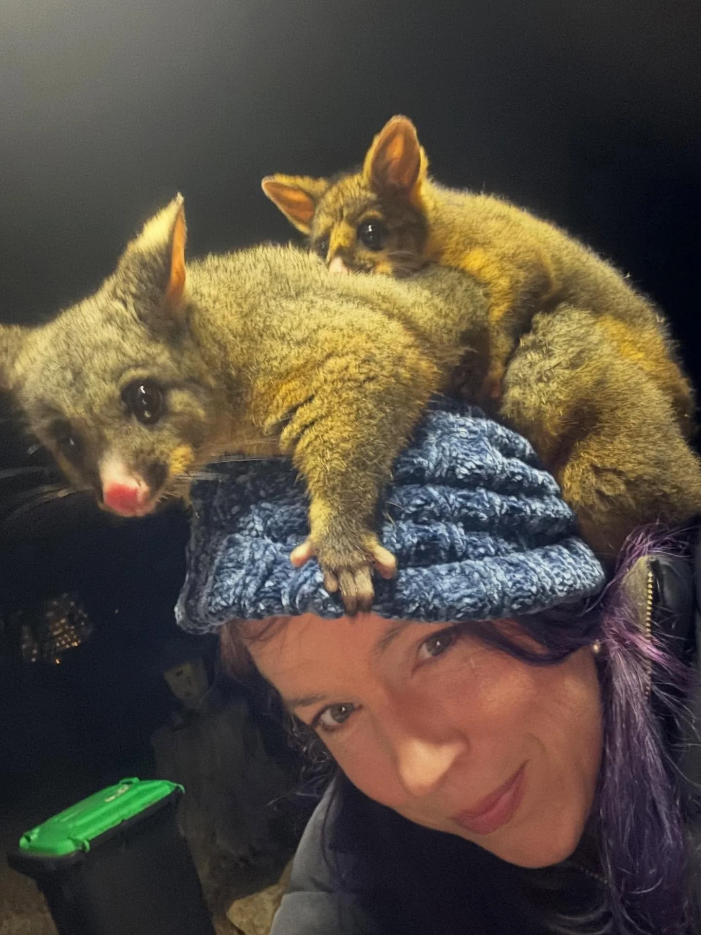 Why did the chicken cross the road?

To prove to the possum that it is not impossible. #possum #littlefarmofcalm #yoga #wellnes #wildliferescue #retreat #weekendgetaway #benalla