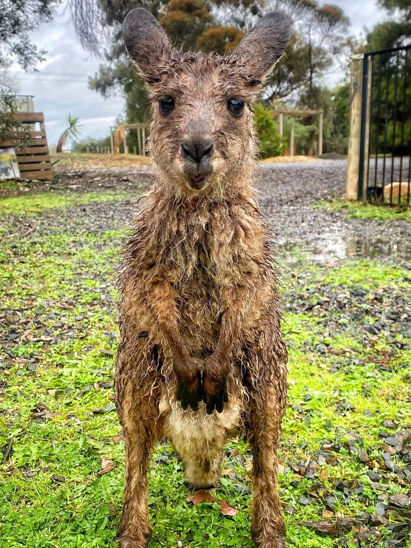 Are you a bit run down and washed out?

We know how you feel 😊

Everything here at the Little Farm of Calm is designed to make you feel your best self again.

Wellness with a bit of Wildlife vibe&hellip; yoga in the silks, pilates, red light therapy
