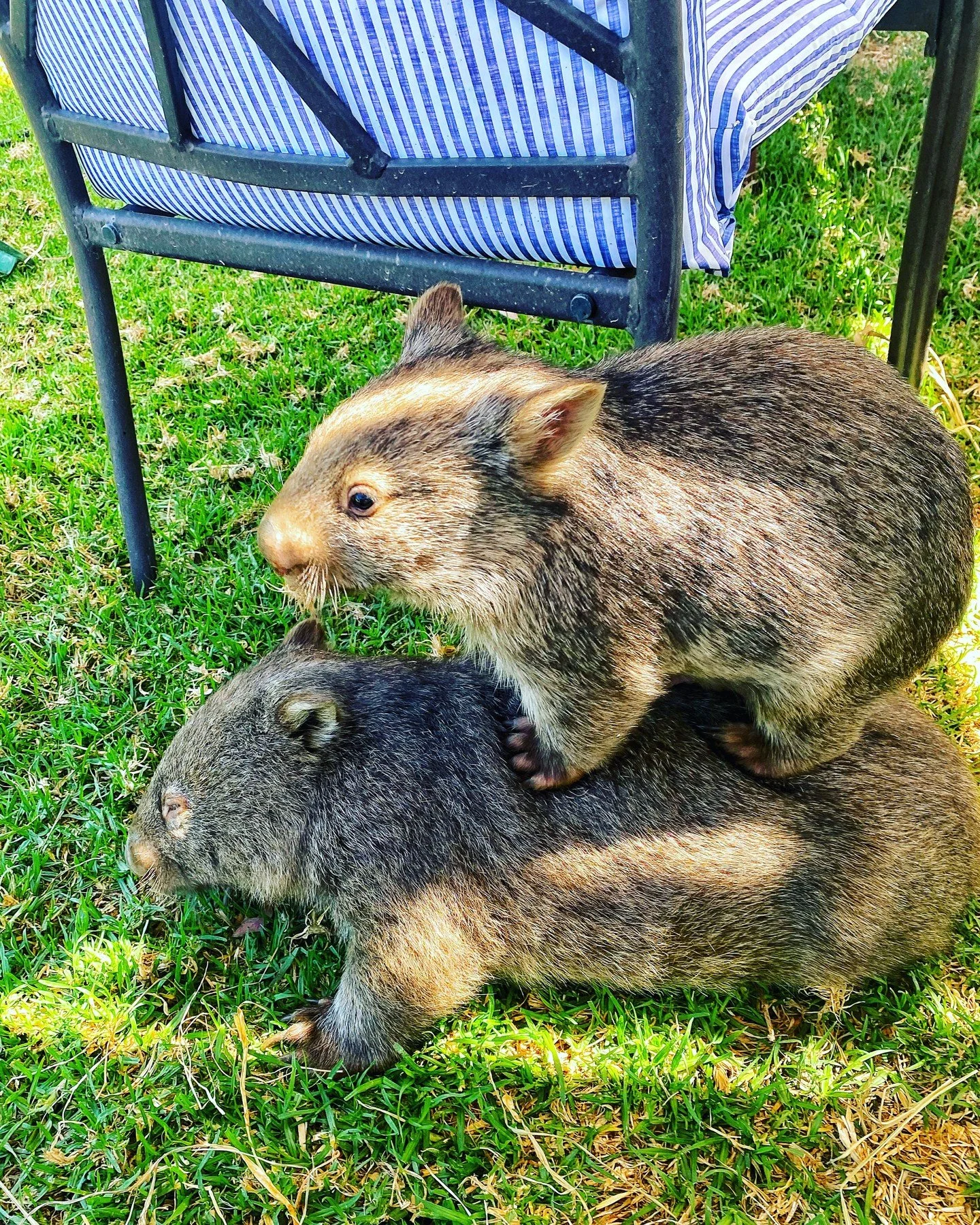 Daz (aka silly human who rescues wildlife and thus never gets any sleep): "Derpy - You gotta come out for a walk mate. You've been hiding in your burrow for 48 hours!"

Derpy (aka wombat): "Ok, but I don't like getting my feet wet&quot