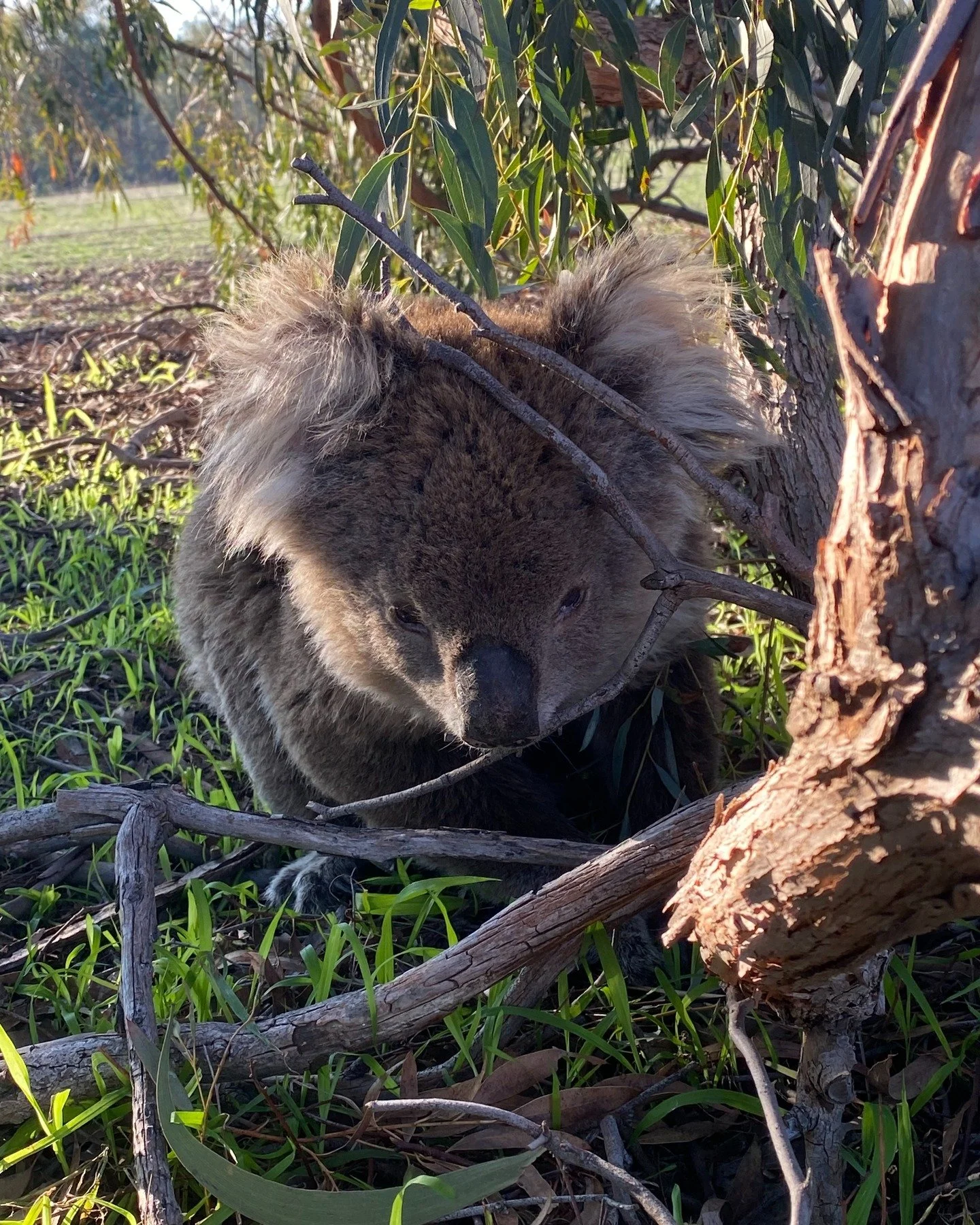 This is hard for us to admit - but we are struggling
To pay for the feed, formula, petrol, medicines, equipment etc
We've always been able to work more to make ends meet...
But we are already working 20+ hour days.
We're not complaining. This is our 