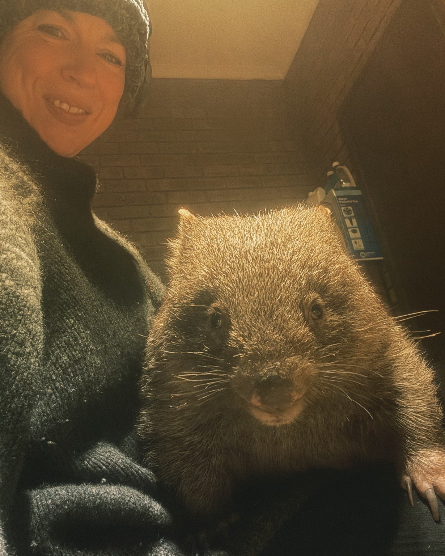 Hello ... is it you we're looking for?
Is there anyone with a big boot, who could pick up a food order from Narre Warren (Warriors 4 Wildlife) and drop it up to Benalla. 

Or even if we could coordinate people to do parts of the trip (ie Narre Warren