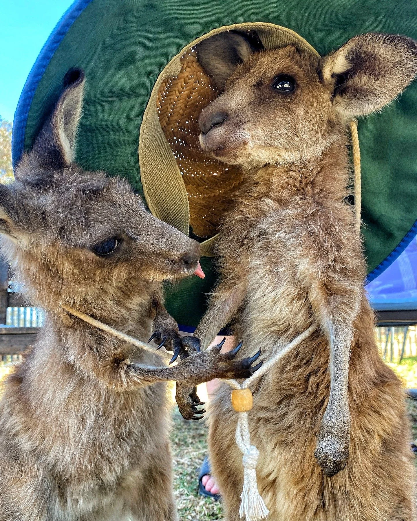 Faaaarr*. It's time to break out the straw hats and lick your best friend to keep them cool. The forecast for the next week has us truly terrified.

Plus it's the Australia Day Long Weekend to boot. Where the whole of Melbourne heads to regional area