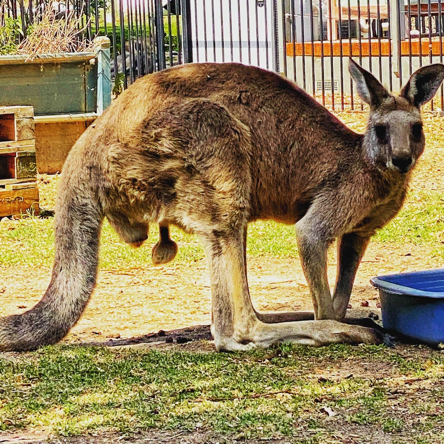 There are 3 levels of hot in Australia:
* Hot
* Bloody Hot; and
*Faar*ing Hot (where our testicles all start hanging out🤣)
Well, we are about to break temperature records here in the North East, with 6 days in a row over 40 degrees (then a balmy 39 