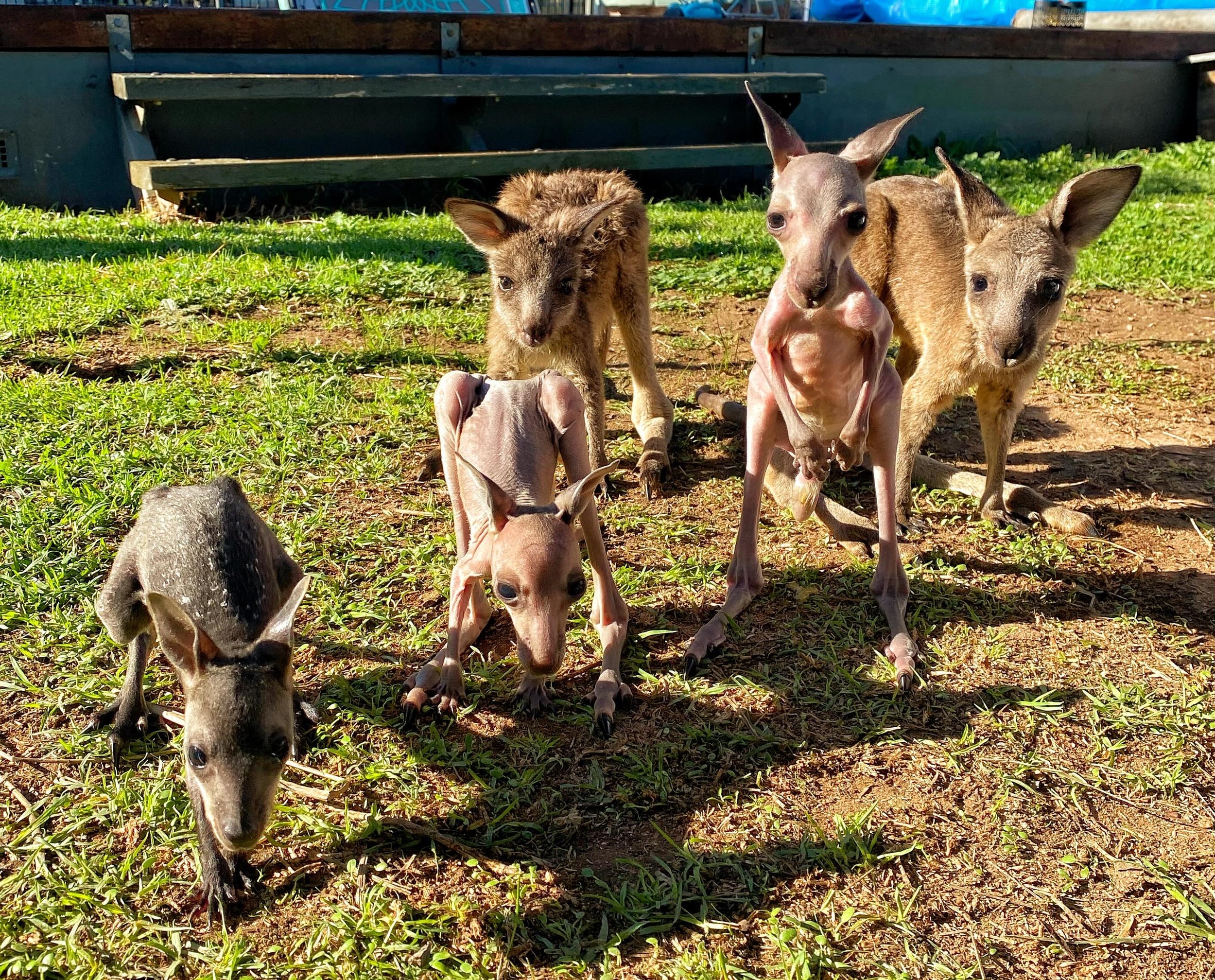 Meet some of our new recruits. 

Elsa (the swampy), Ding Dong, Krystal, Nicky and Roo-star.

These guys are here because of good people bothering to stop and do a pouch check on roos hit by vehicles.

They bottle feed every 4 hours and need lots of s