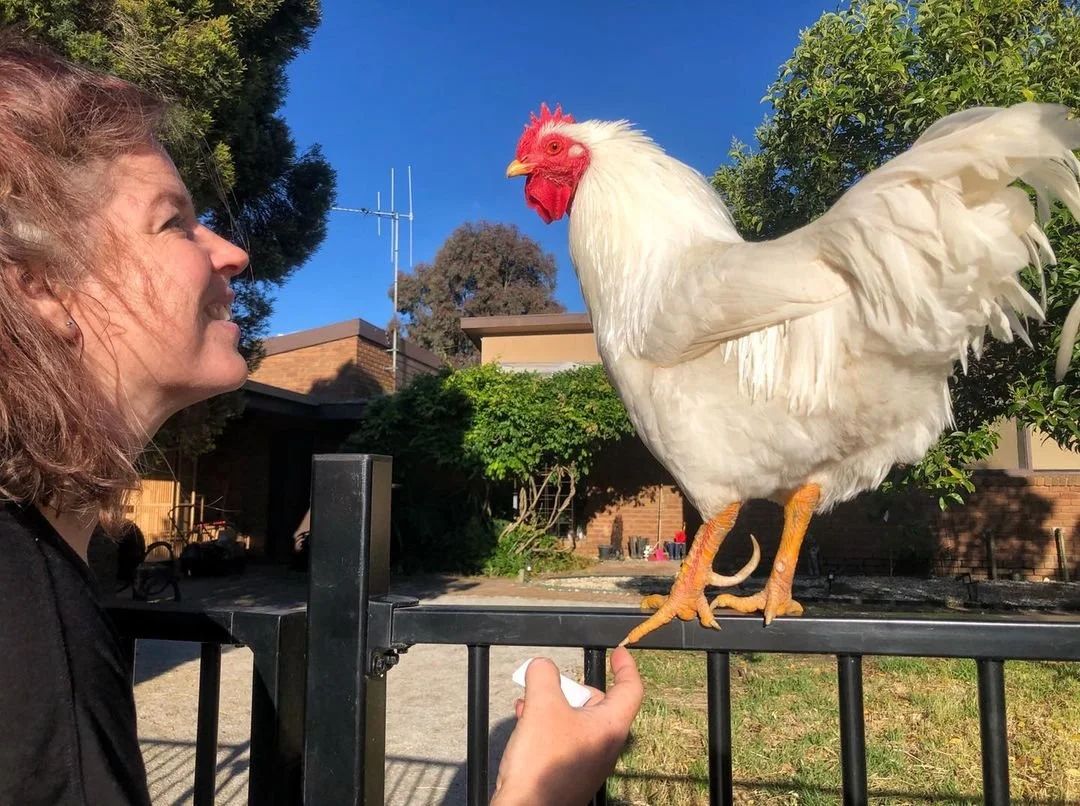 Friendly rooster.jpeg