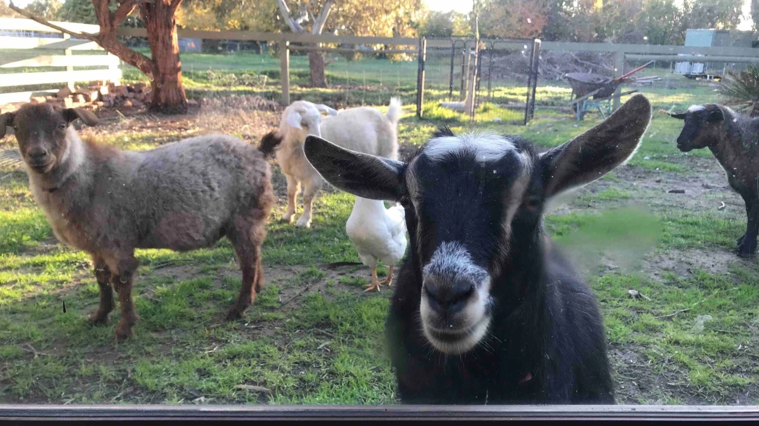 Mini Goats and Animal Therapy on Wellness Retreats