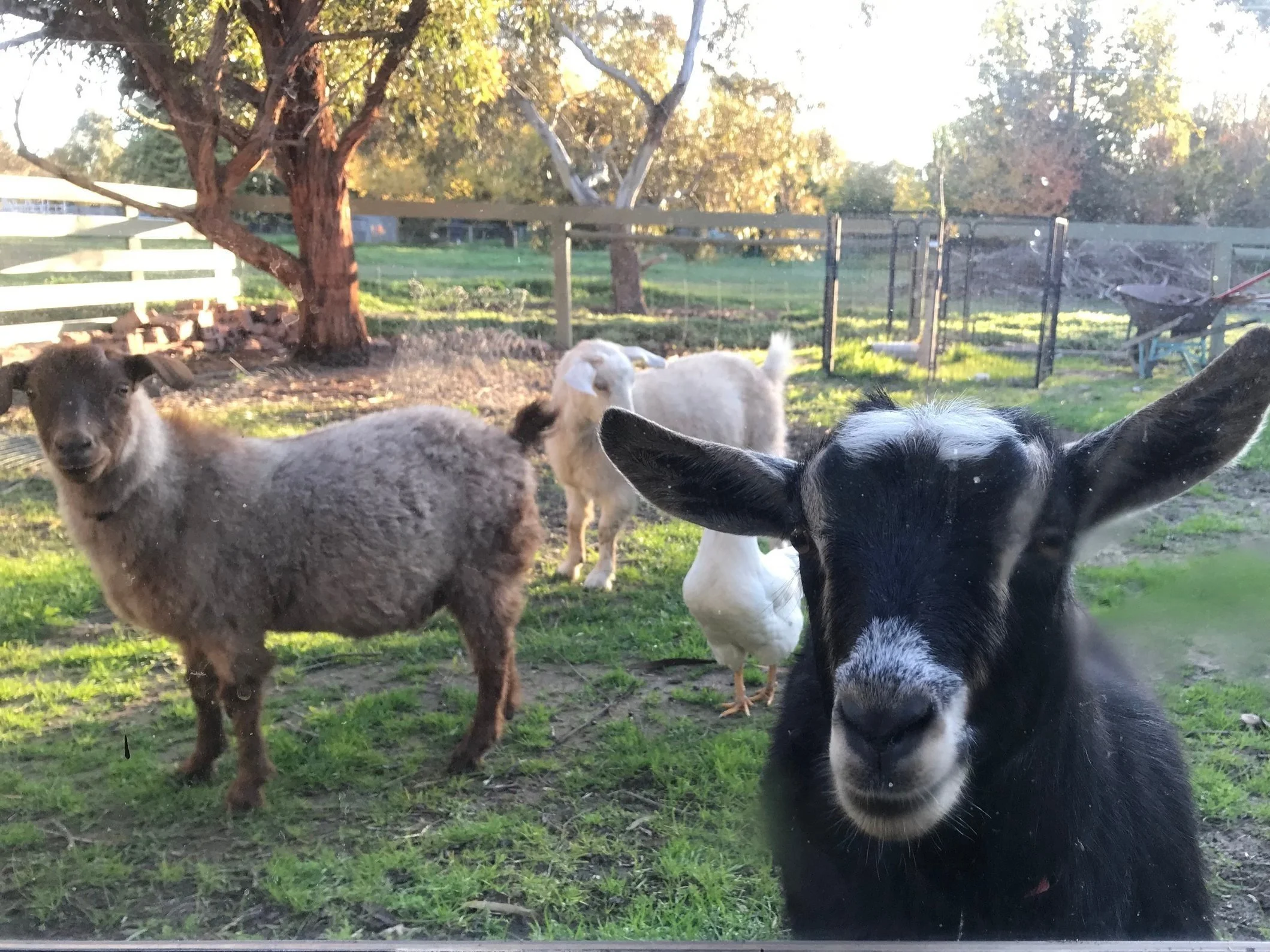 Mini goats looking in window of Benalla Wellness Centre
