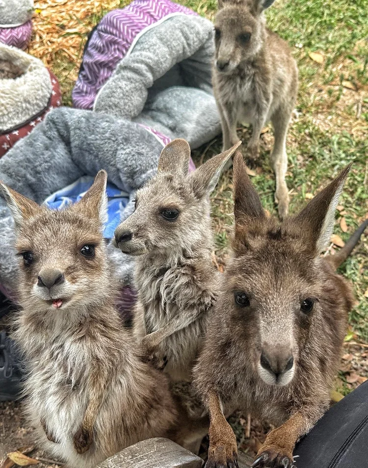 Group of wallaby joeys looking at the camera at WildSide Wildlife Shelter