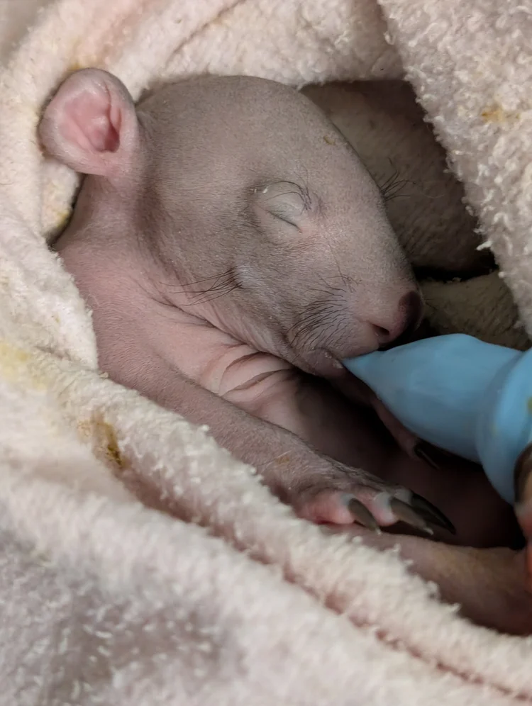 Tiny hairless baby wombat being bottle-fed at WildSide Wildlife Shelter