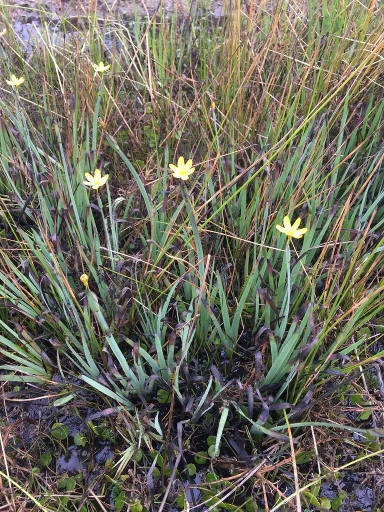 David A. Krause2.jpeg