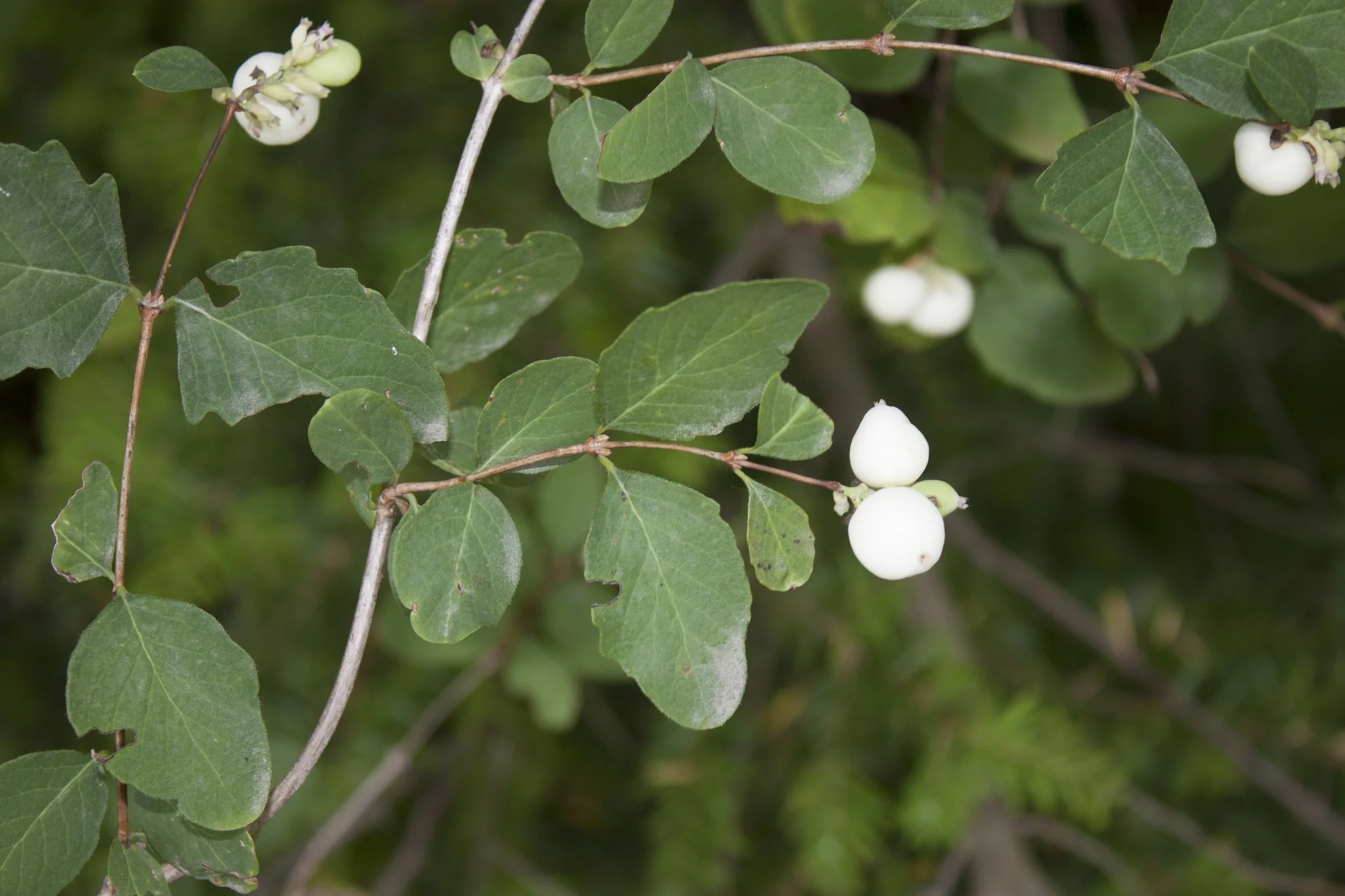 Snowberry