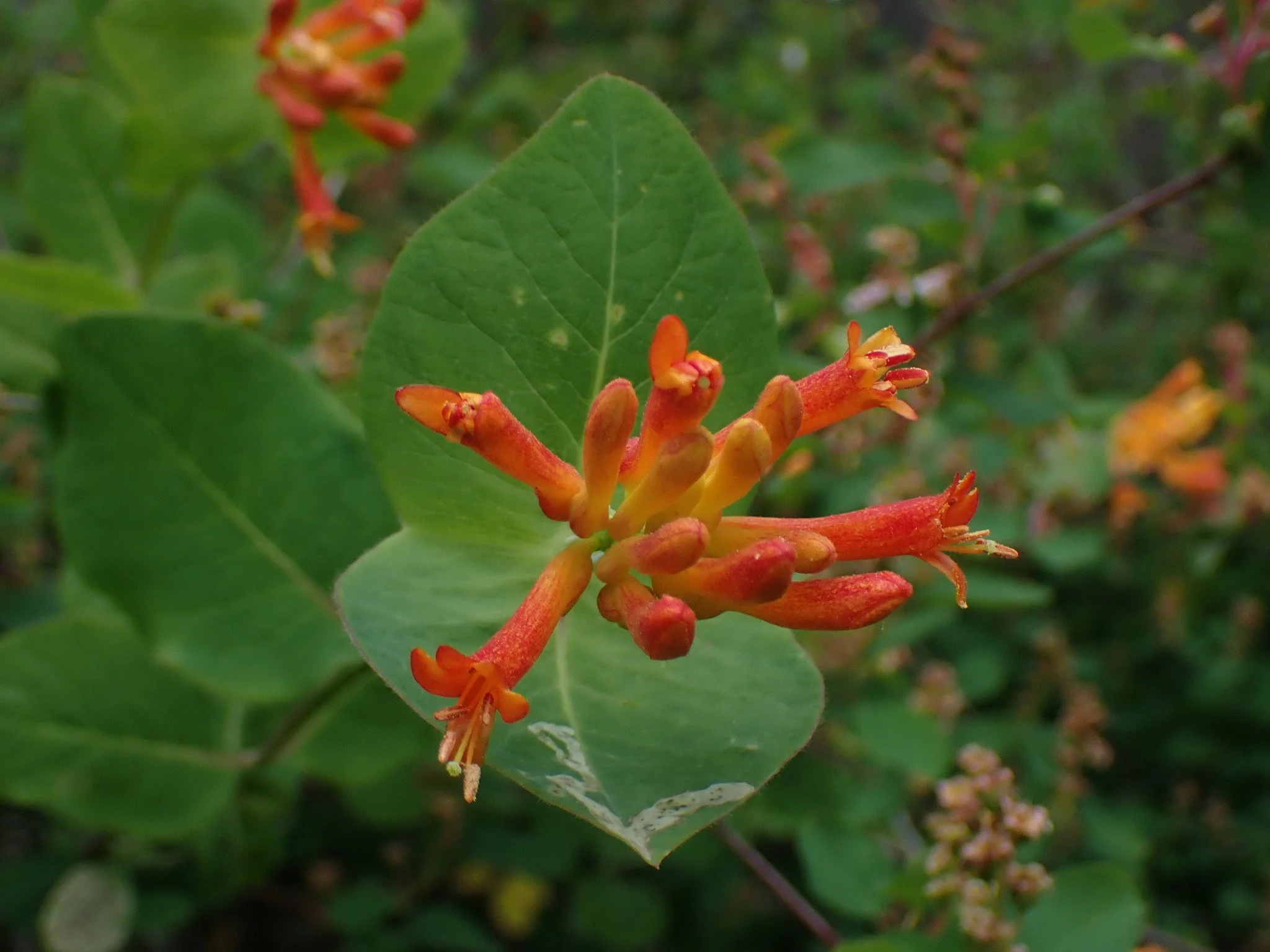 Orange Honeysuckle