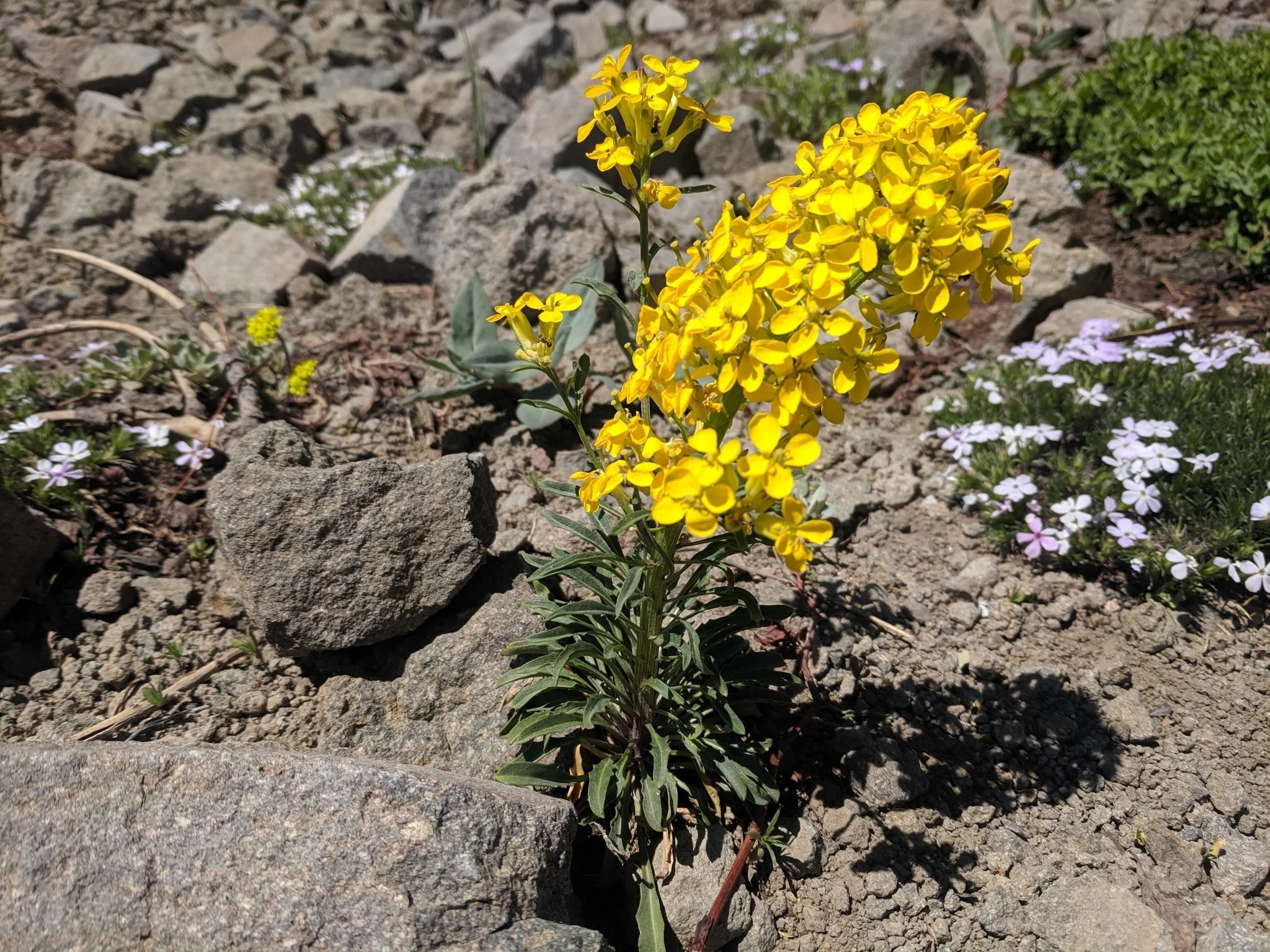 Zoltán Stekkelpak.jpeg