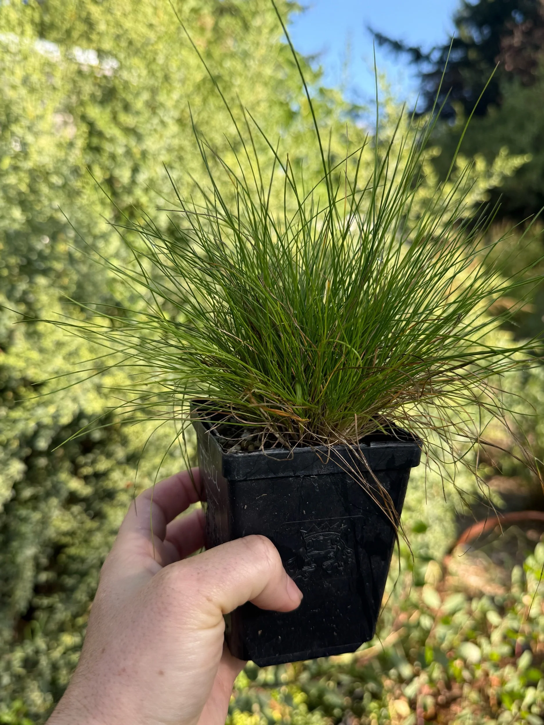 Western Fescue