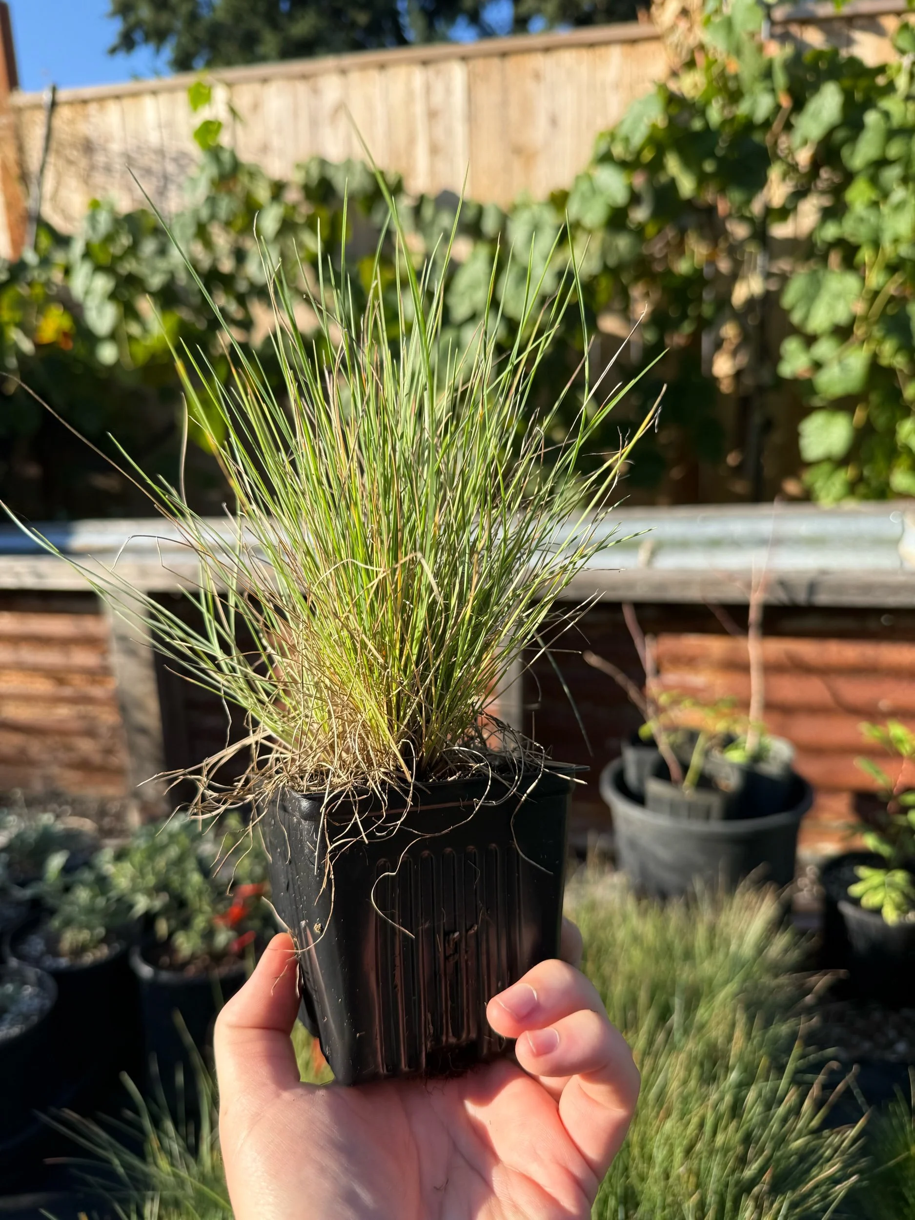 Idaho Fescue