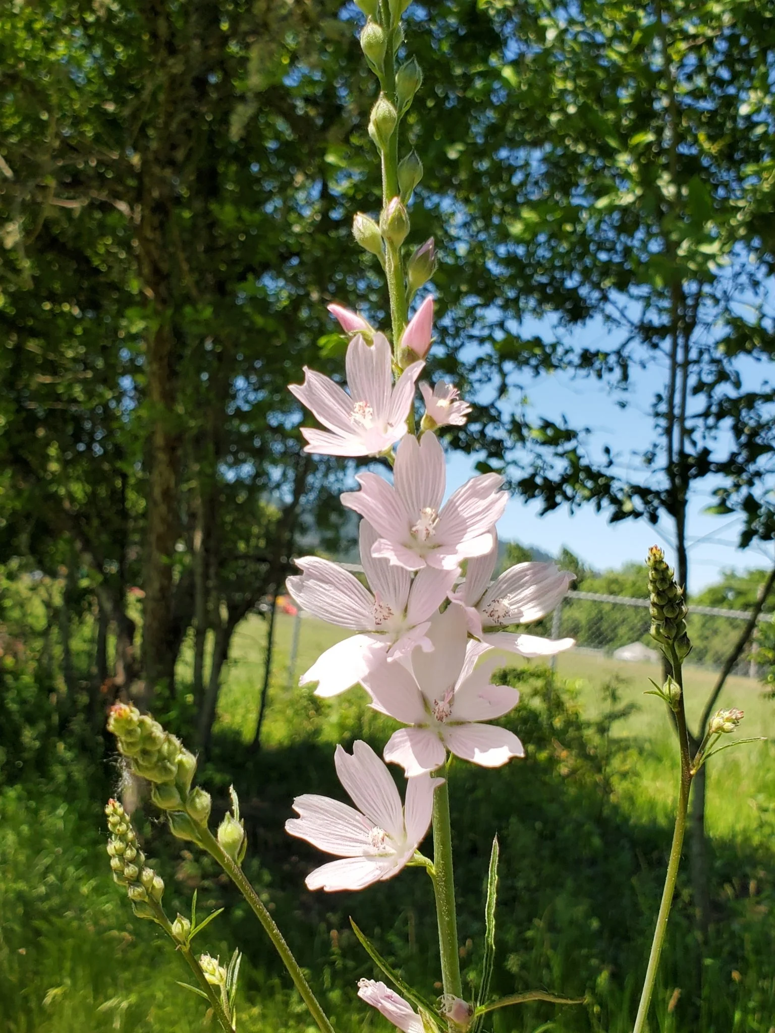 Meadow Checkermallow