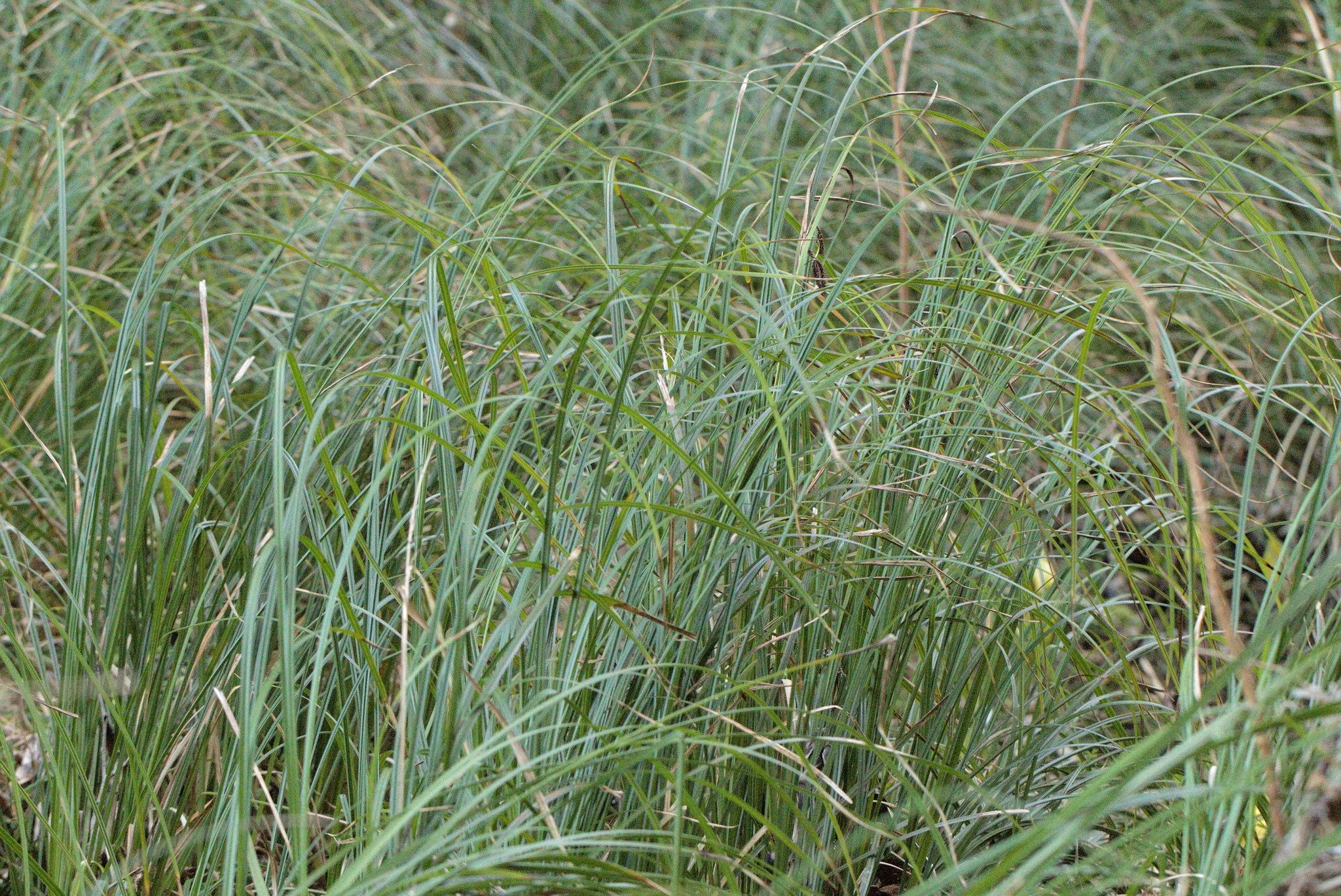 Slough Sedge