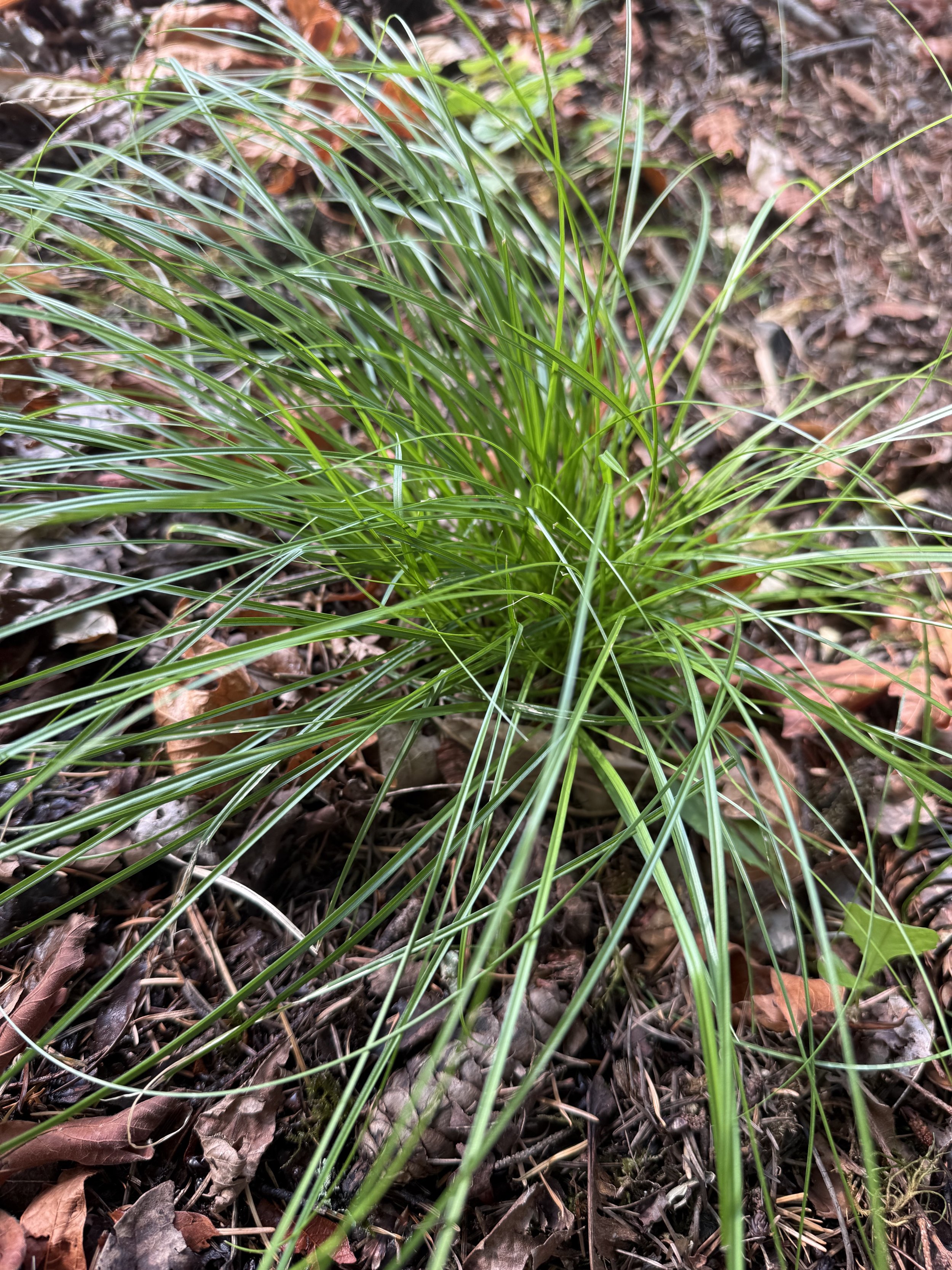 Foothill Sedge