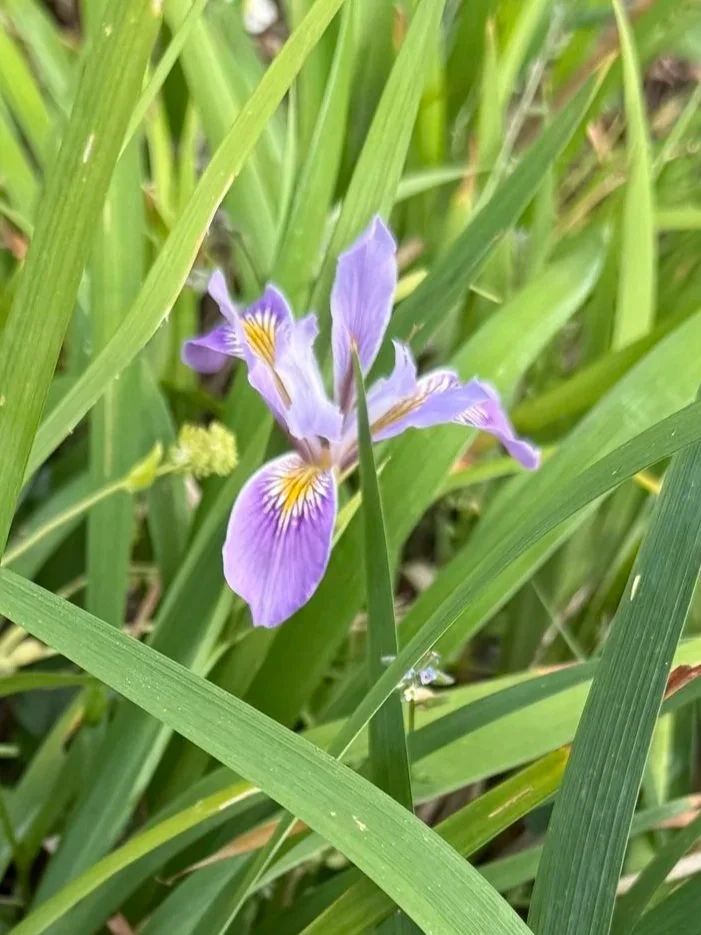 Douglas Iris