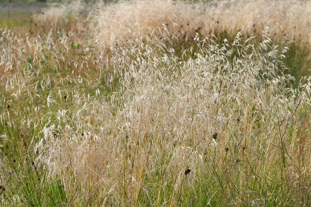 Tufted Hairgrass