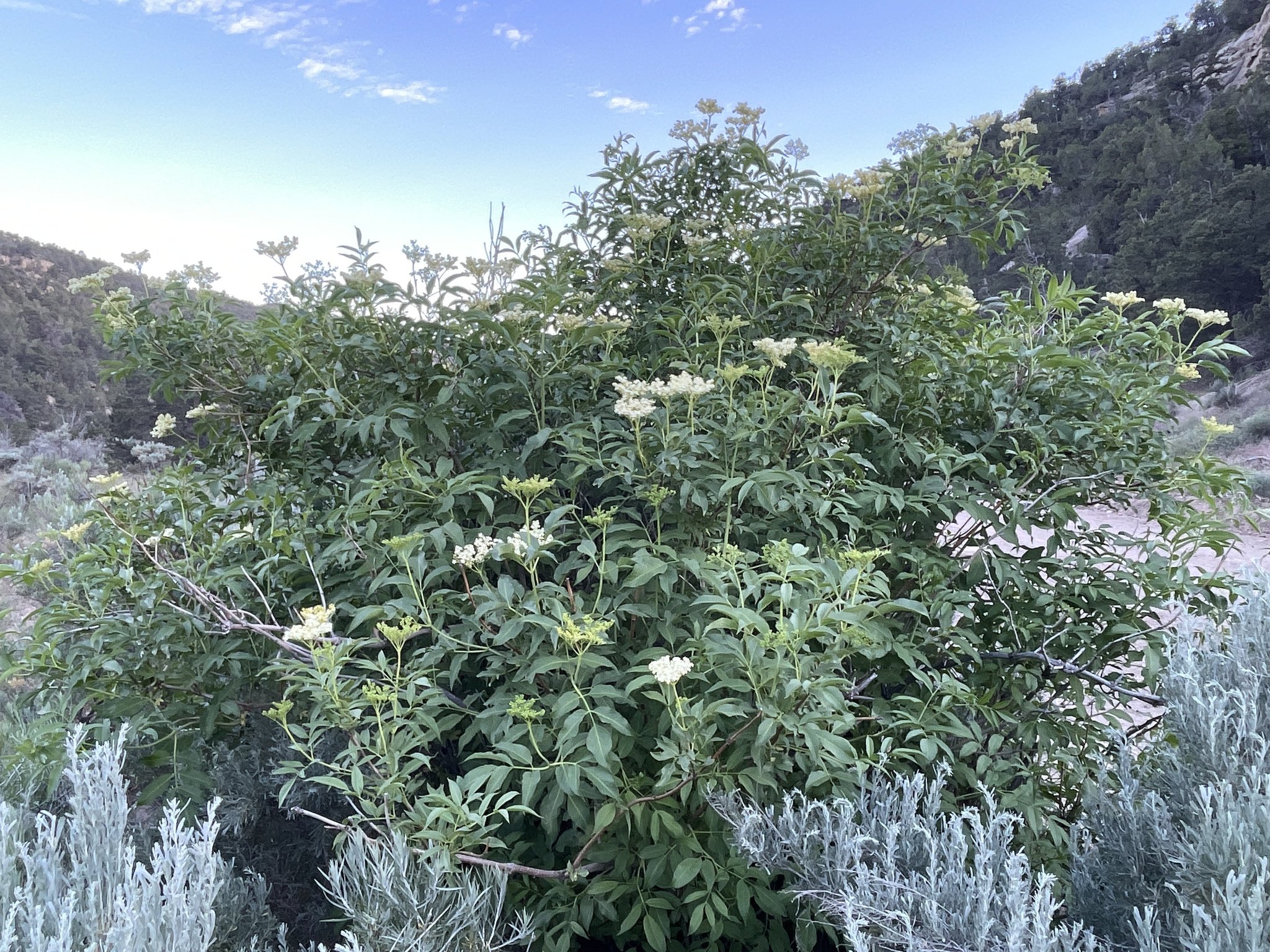 Robbie Hannawacker.jpg