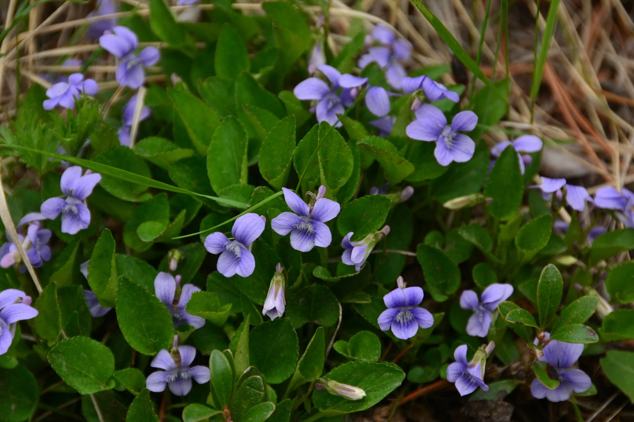 Early Blue Violet
