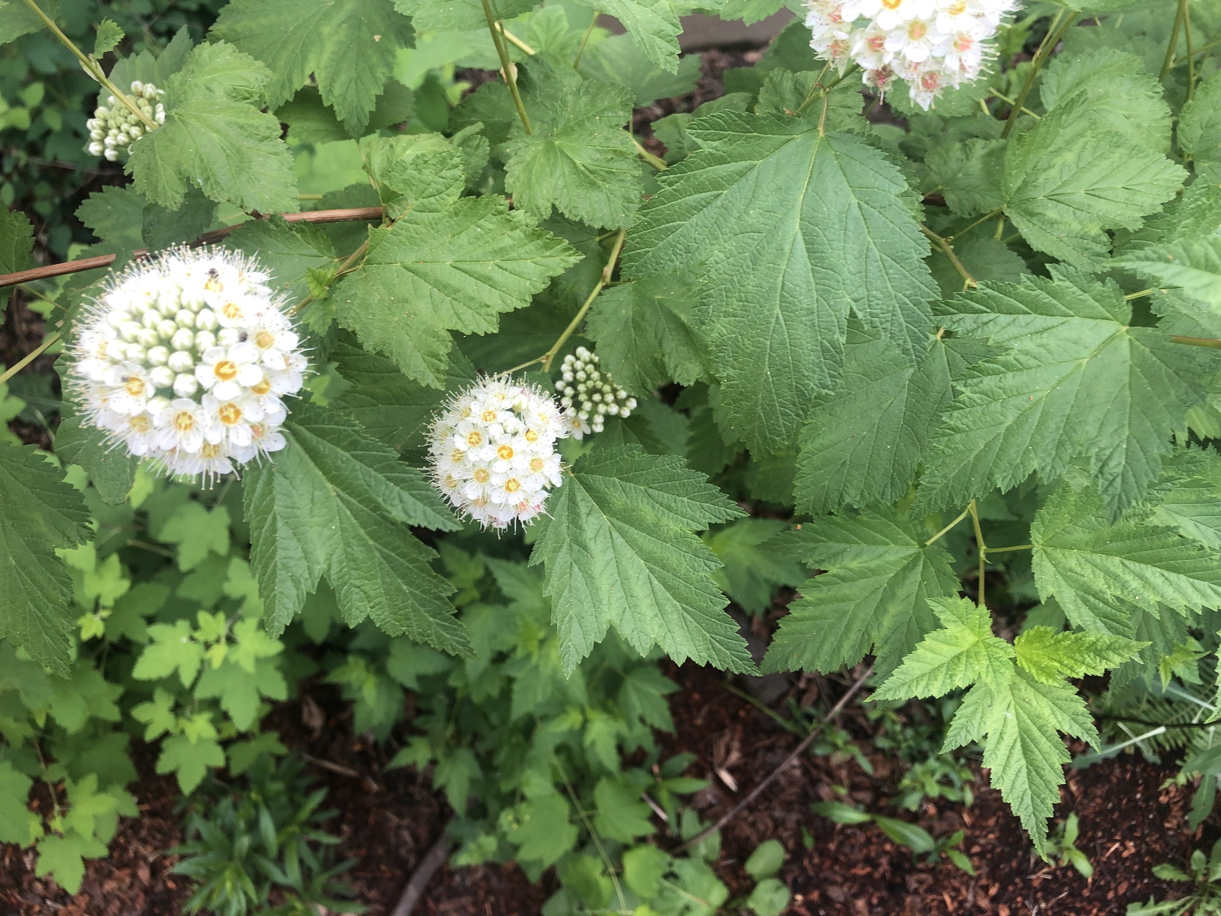 Pacific Ninebark