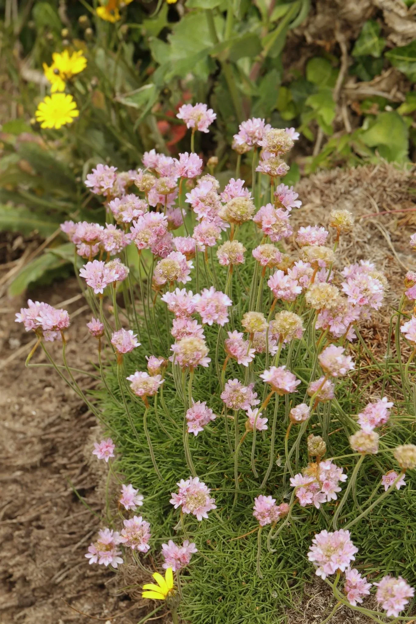 Sea Thrift