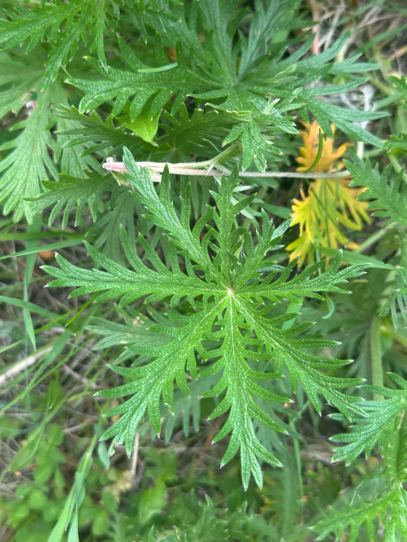 Kallum McDonald 2.jpg