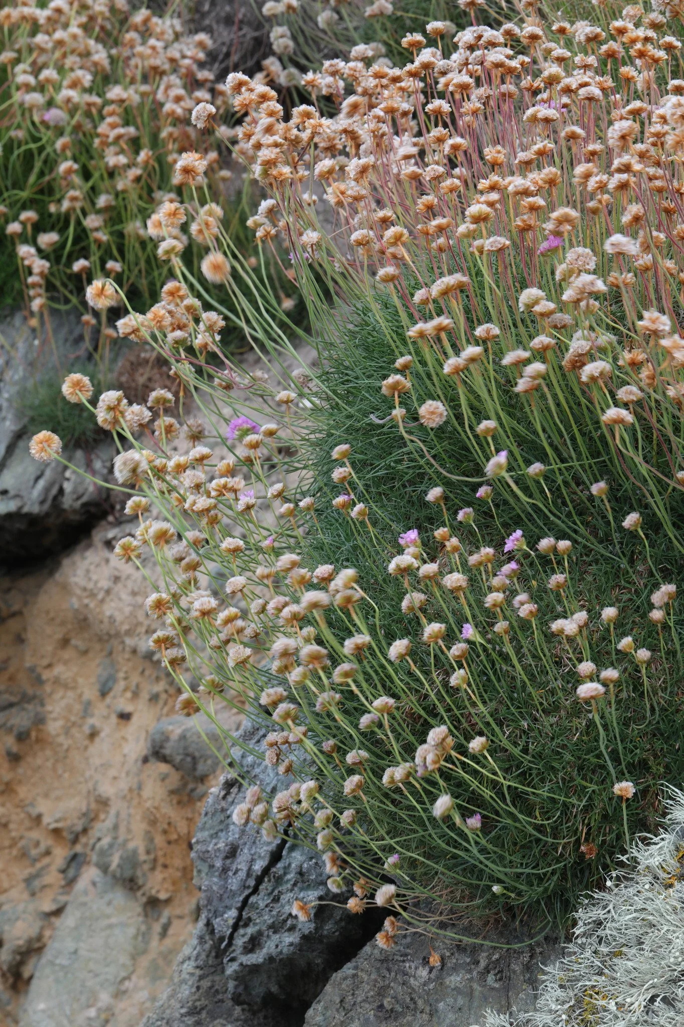 Stephen James McWilliam.jpeg