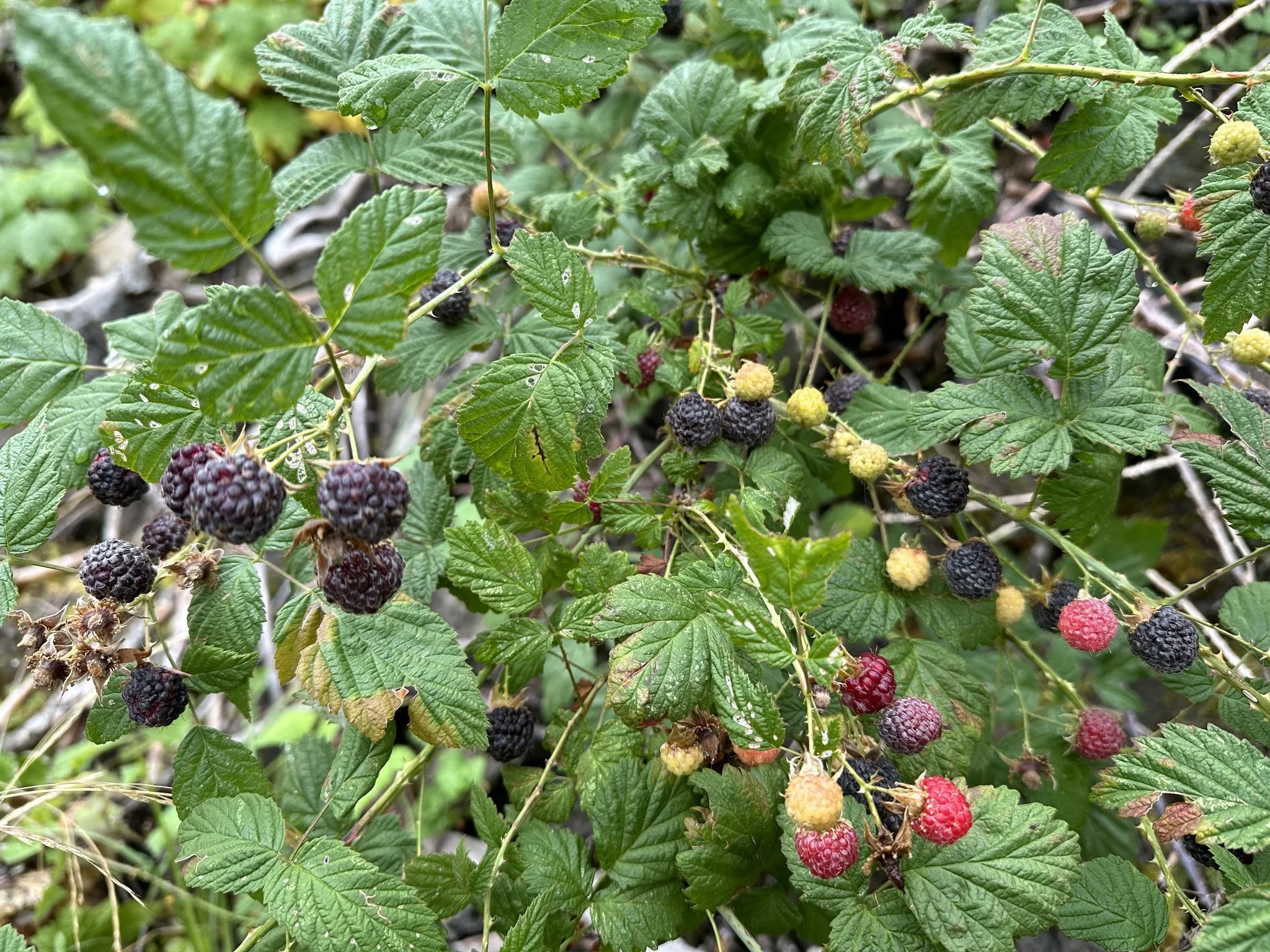 Blackcap Raspberry