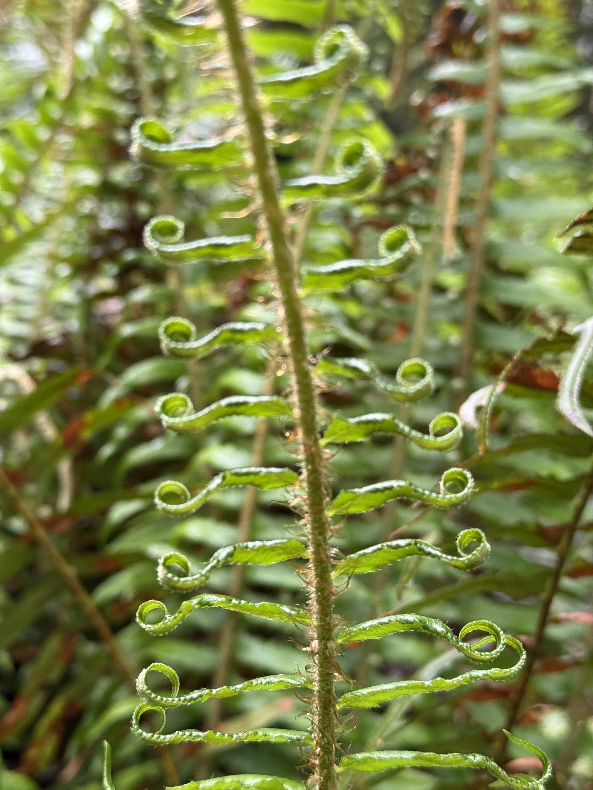 Sword Fern