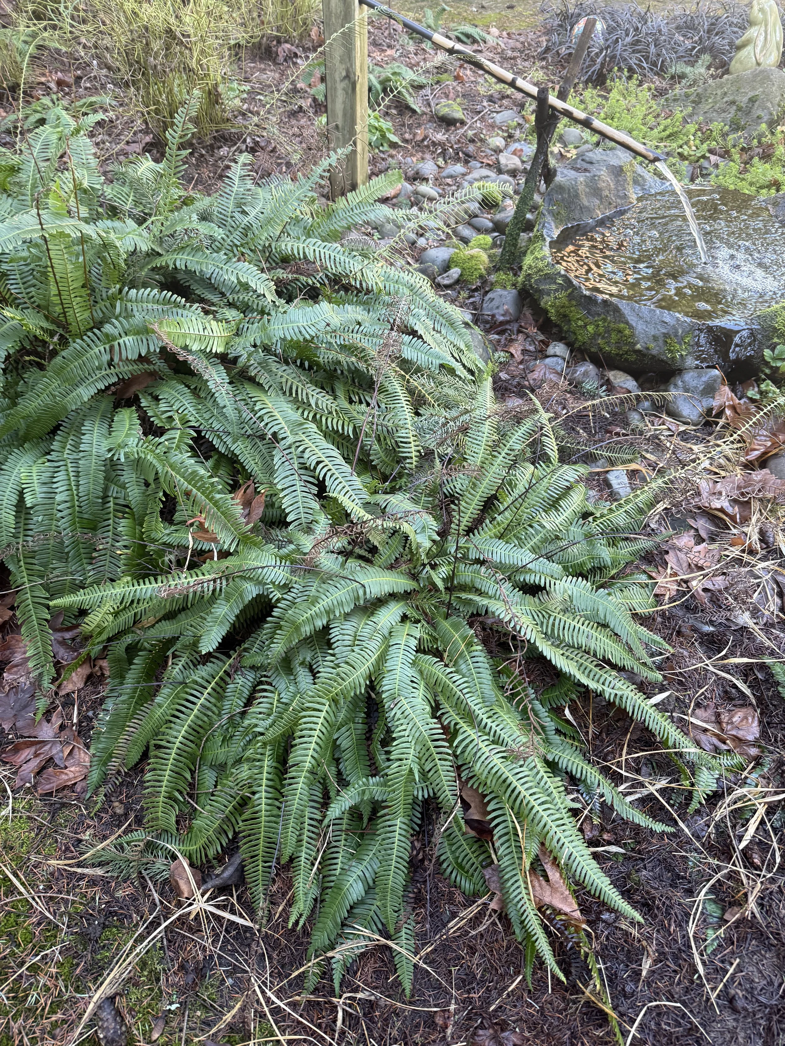 Deer Fern