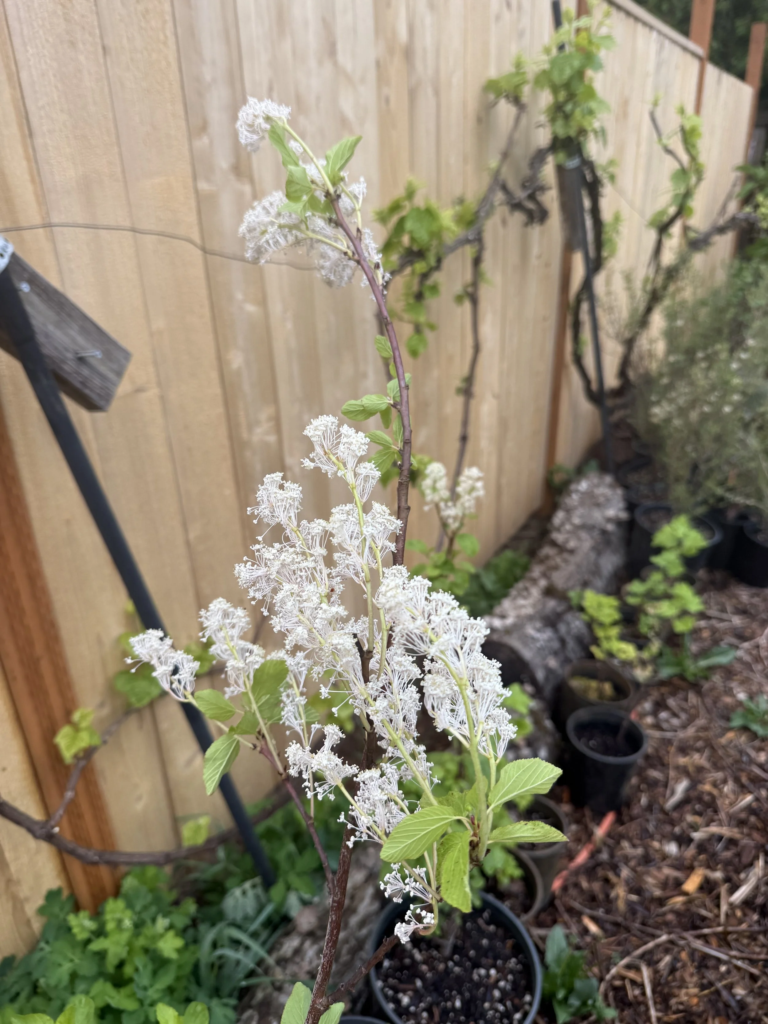 Red Stem Ceanothus