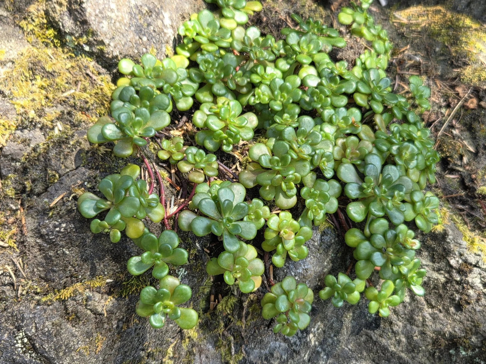 Oregon Stonecrop