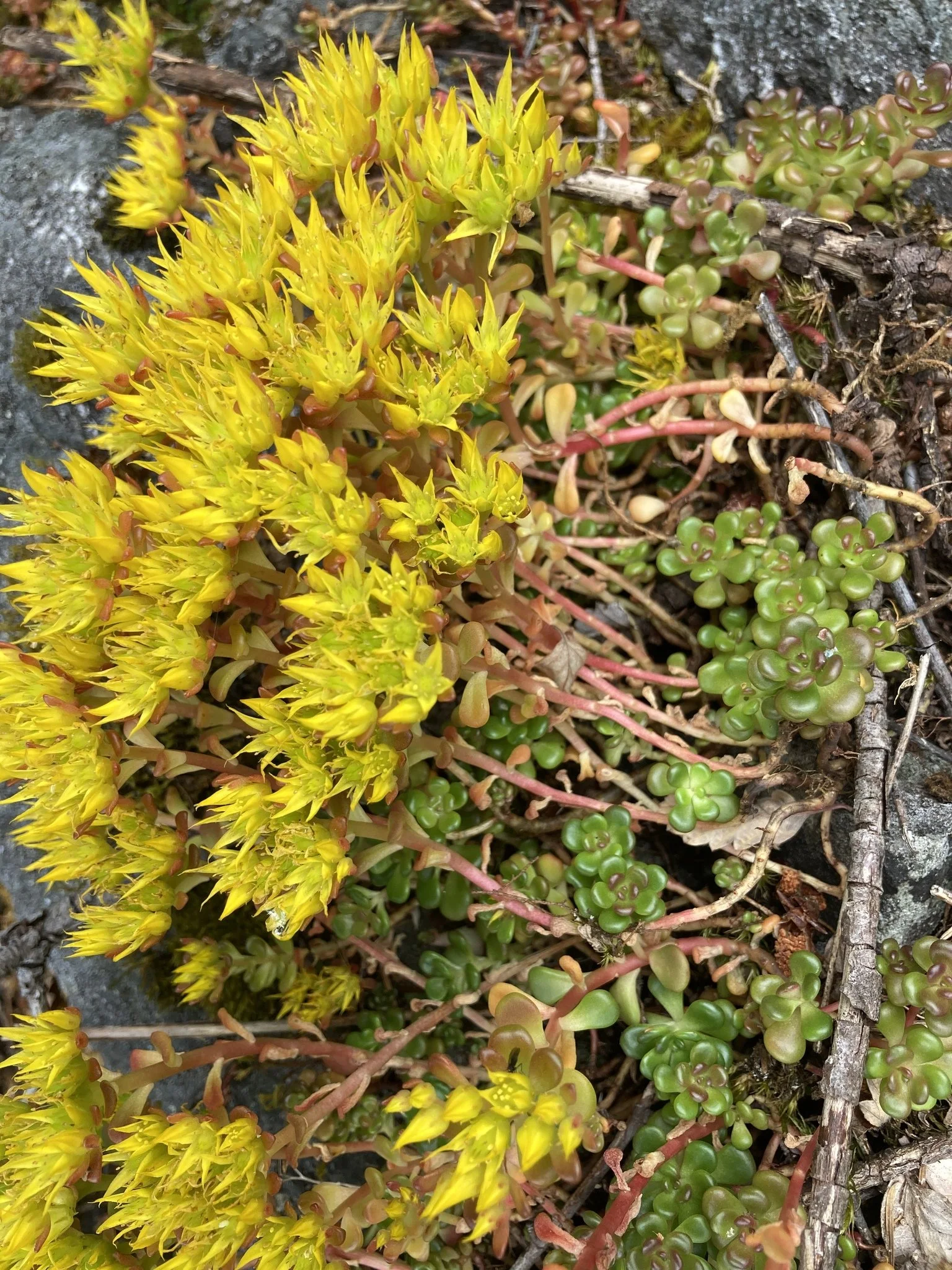 Carolyn Prentice.jpg