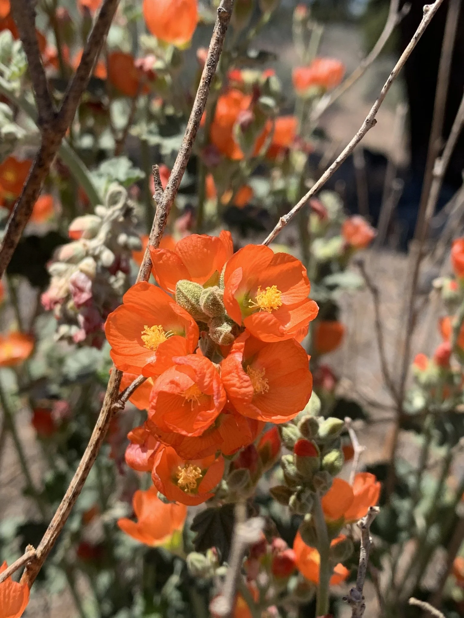 Munro Globemallow
