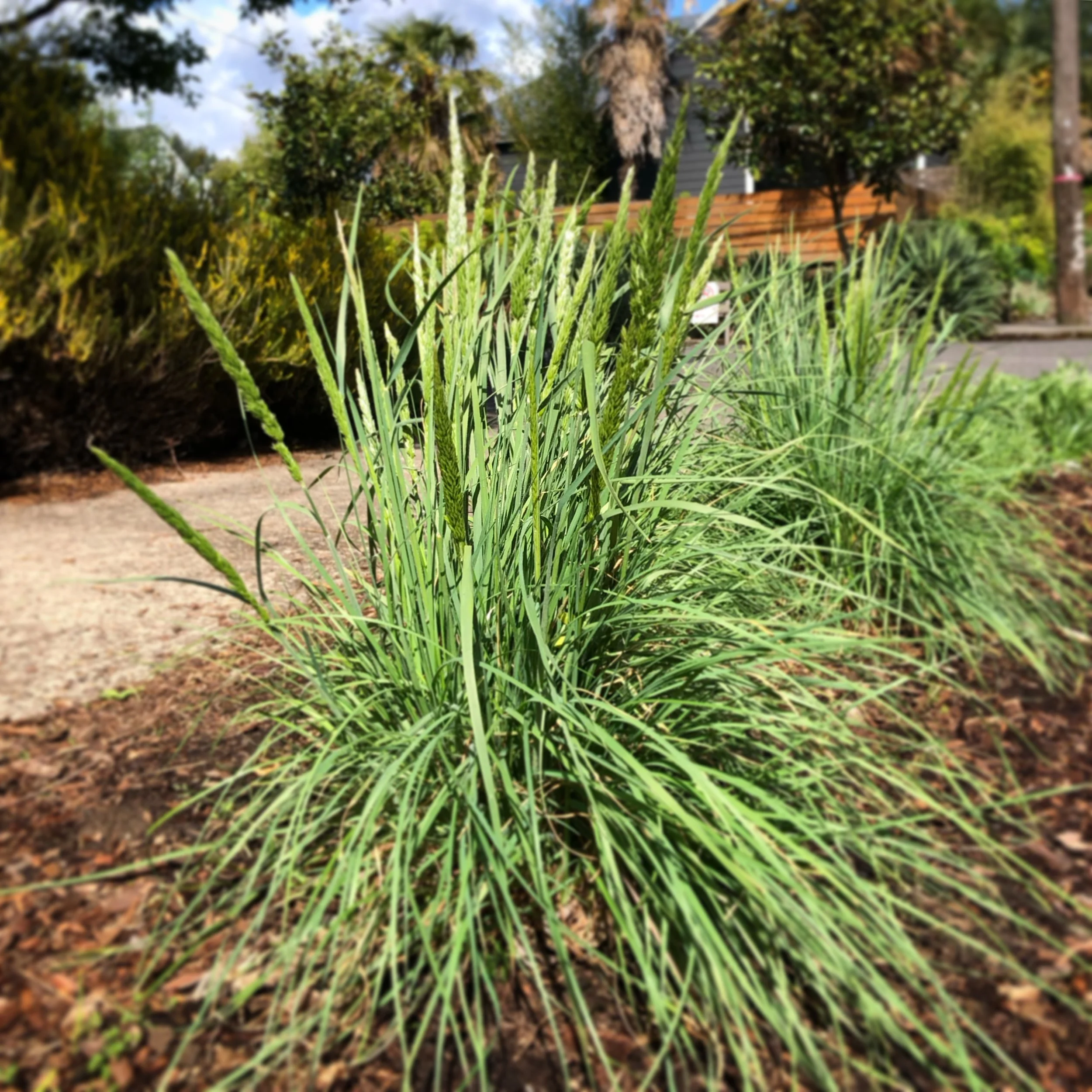 Prairie Junegrass